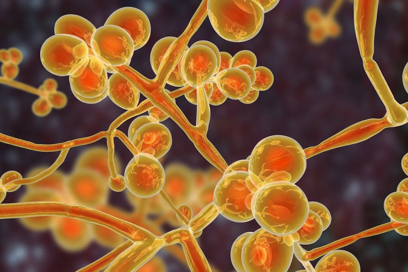 Candida auris fungi in a 3D illustration.