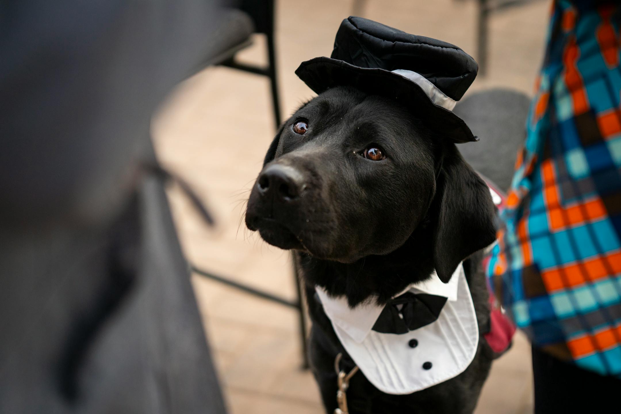 Clyde, a service dog with Pawsitive Perspectives Assistance Dogs (PawPADs), sits in his suit costume at PawPAD's booth at Cottage Grove's Fall Fun Days.