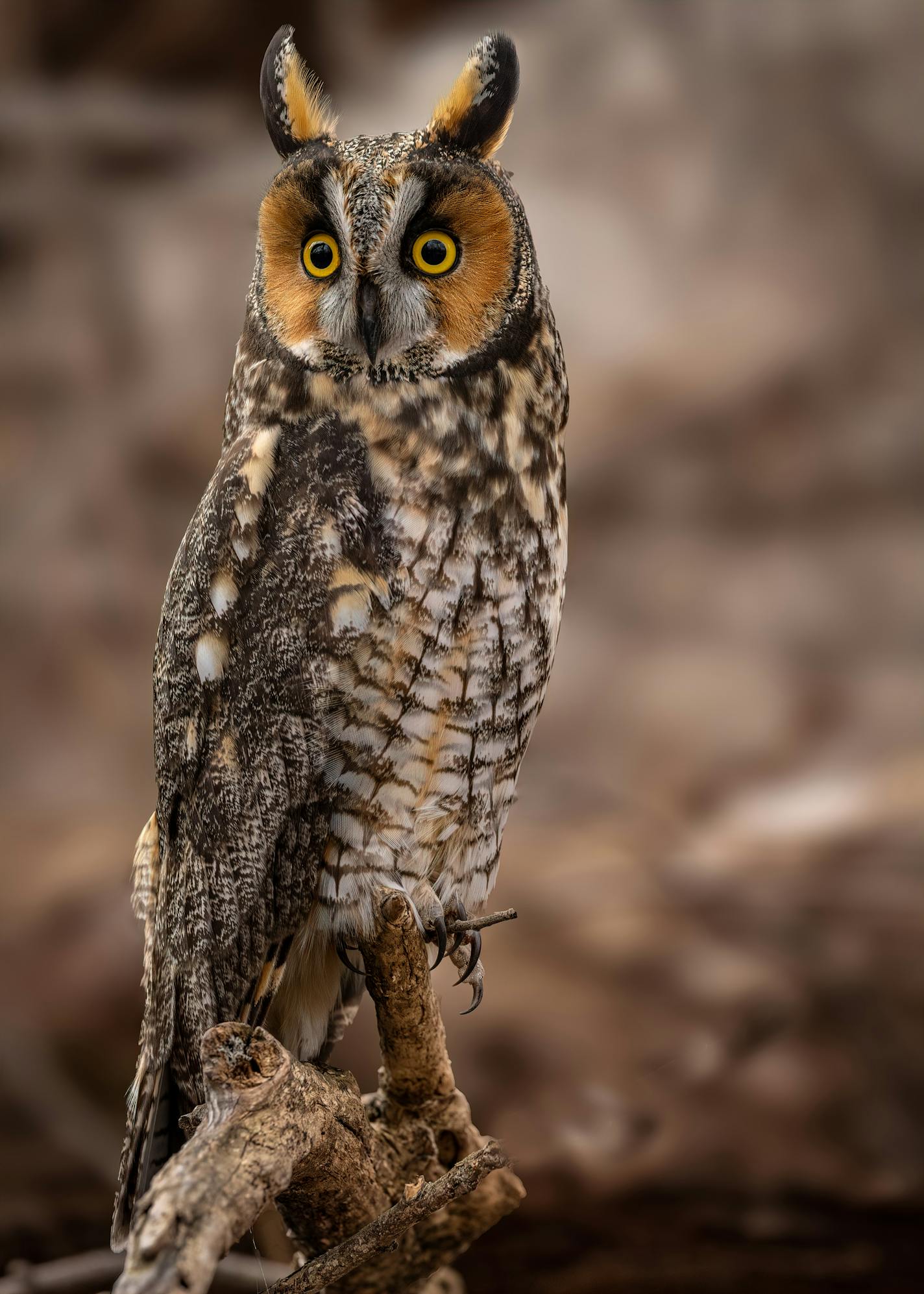 Long-eared owl [Photo by Cliff Price] ONE-TIME USE ONLY with Val's column