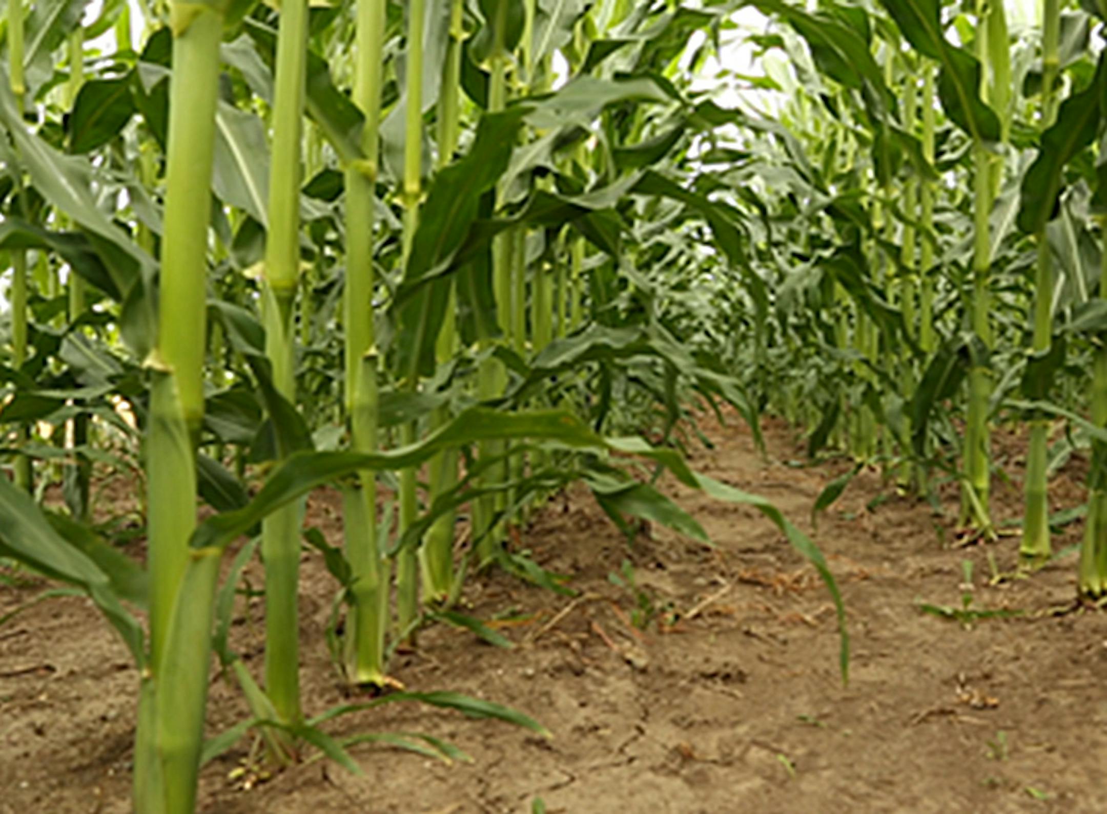 Mature corn can lead to visibility problems for motorists.