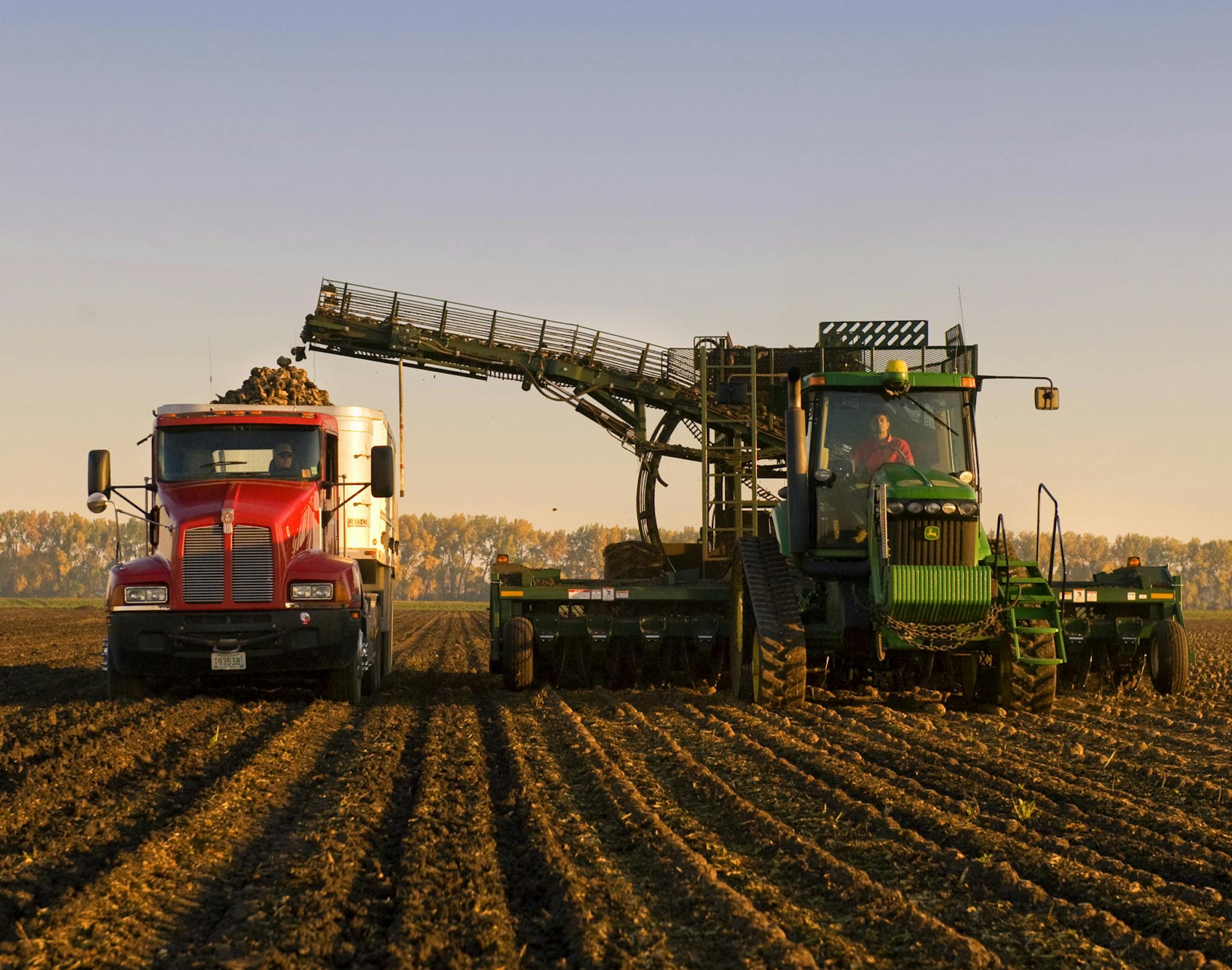 A beet farmer harvested sugar beets in the early morning on his Moorhead, MN farm, pulling them from the ground and dropping them in a truck.
