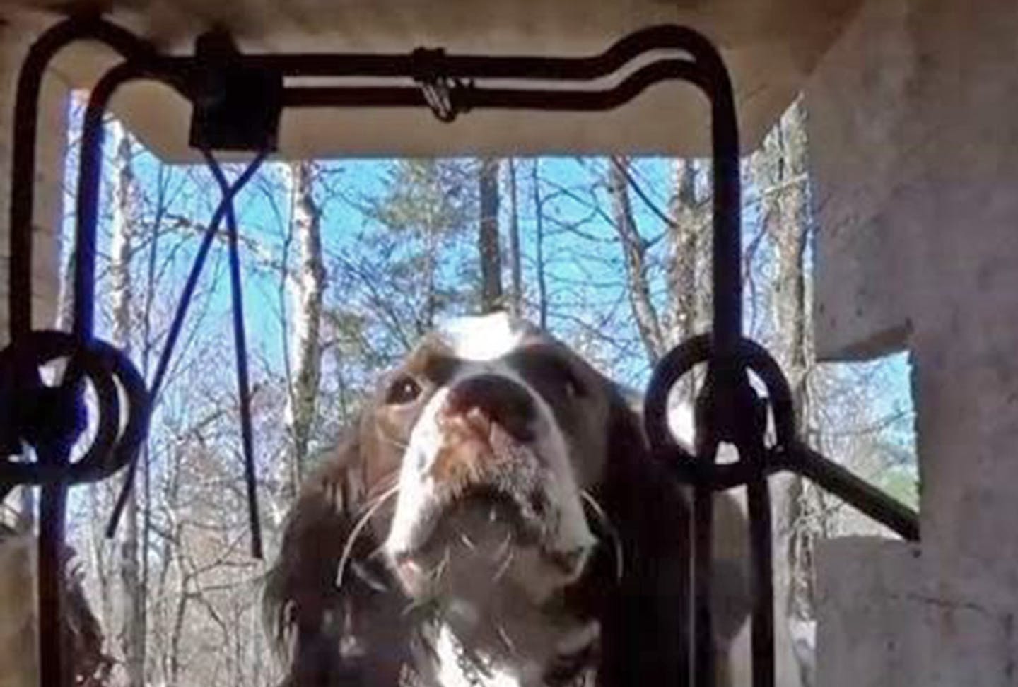 This is the view a hunting dog would have &#x2014; perhaps its last view &#x2014; if it was attracted by the scent of a body-grip trap and tempted to stick its head inside. This photo was staged and the trap disarmed to make an illustrative point.