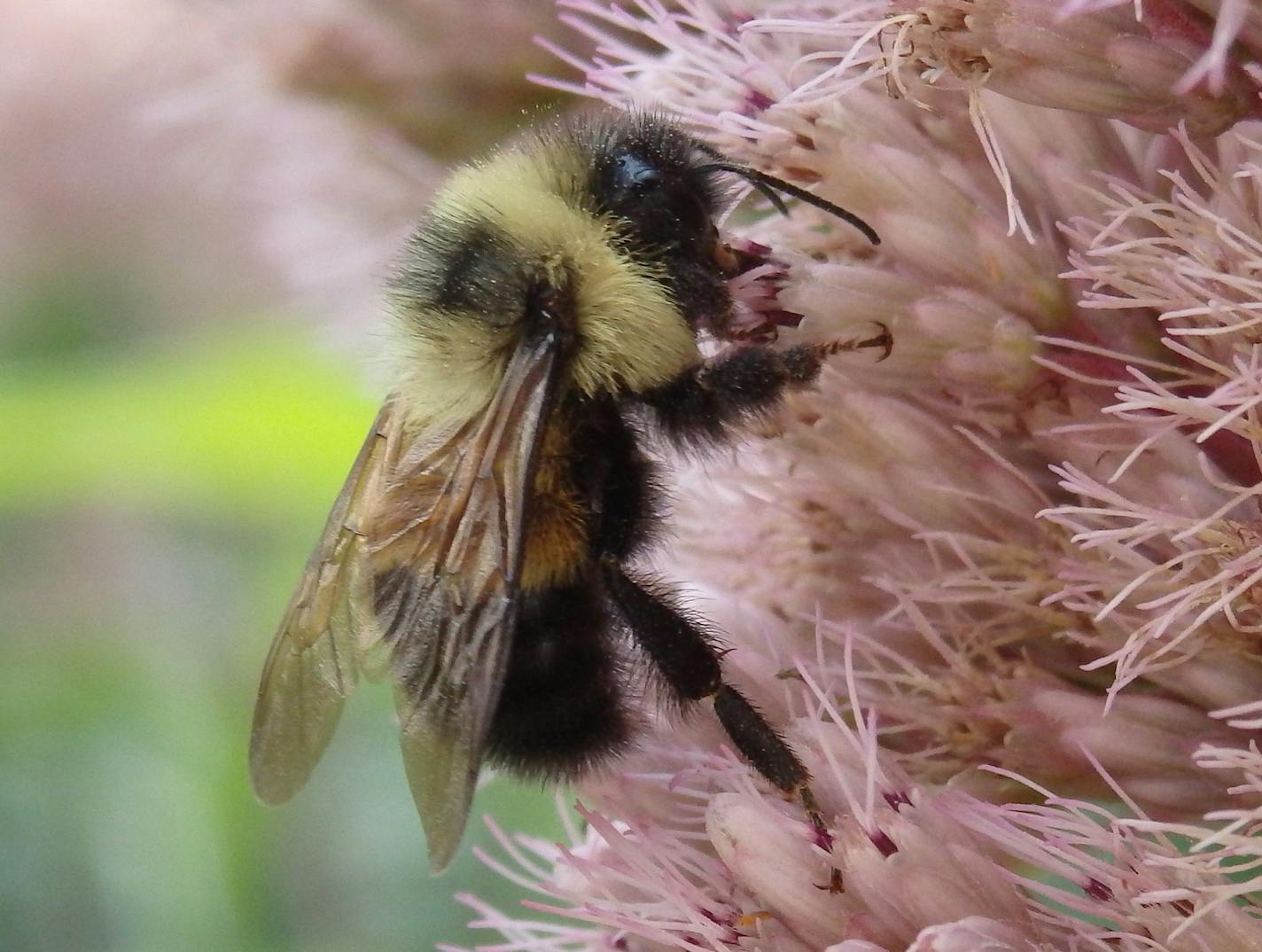 A rusty patched bumblebee on Joe Pye weed.