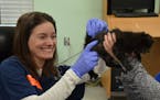 Dr. Larissa Minicucci, a professor at the University of Minnesota College of Veterinary Medicine, founded a program that brings veterinary students to
