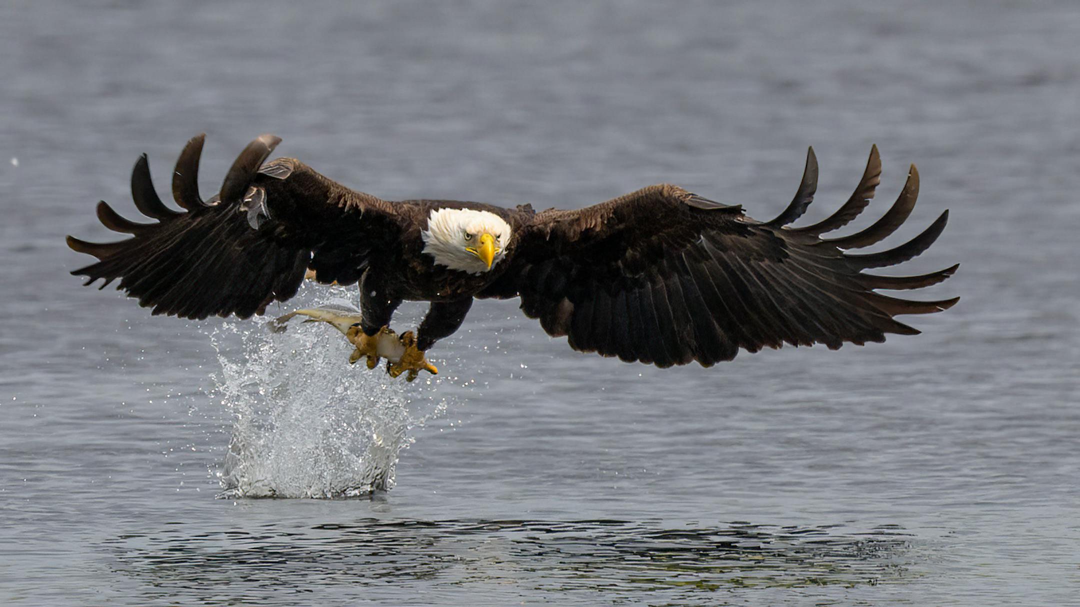 An eagle touches down to water level to snatch a fish.