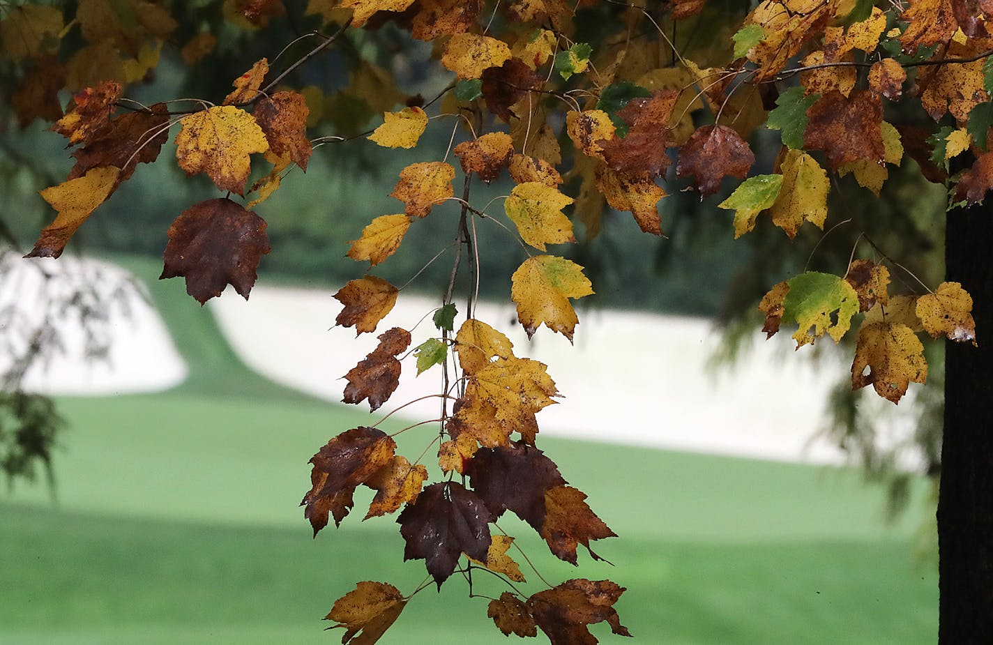 A leaf falls from a colorful tree as Justin Thomas walks down the 13th fairway during his practice round for the Masters at Augusta National Golf Club on Wednesday, Nov 11, 2020, in Augusta. (Curtis Compton/Atlanta Journal-Constitution/TNS)