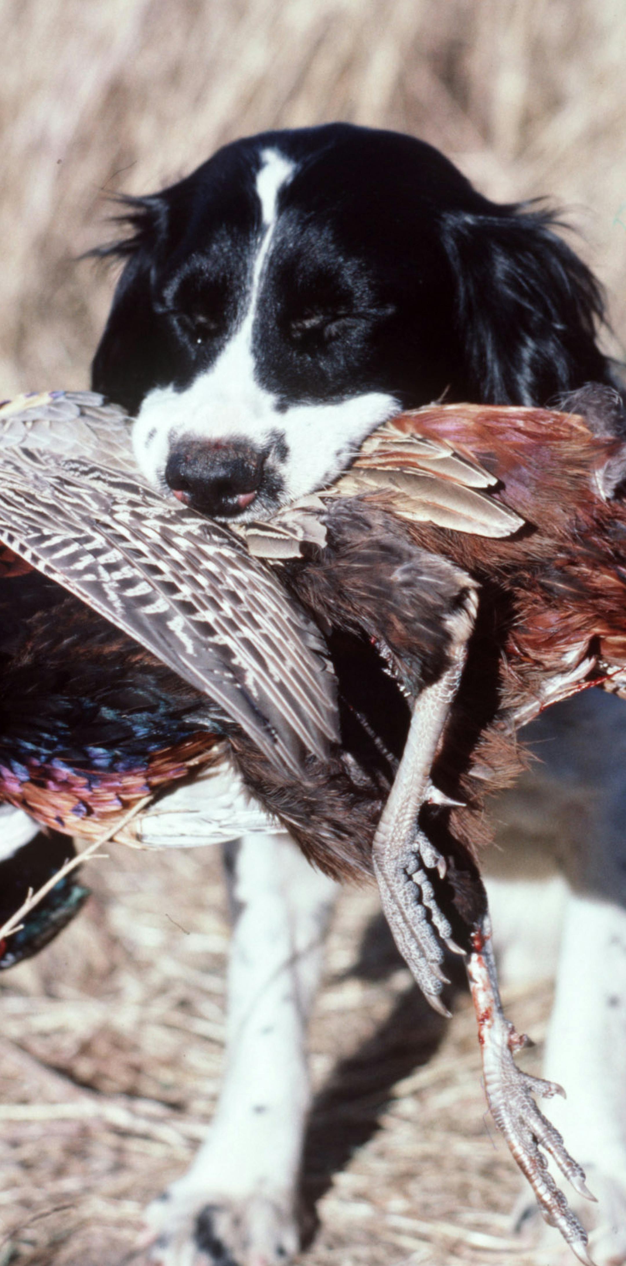 Katie, Doug Smith's springer spaniel, with a South Dakota pheasant. ORG XMIT: MIN2015092815401662