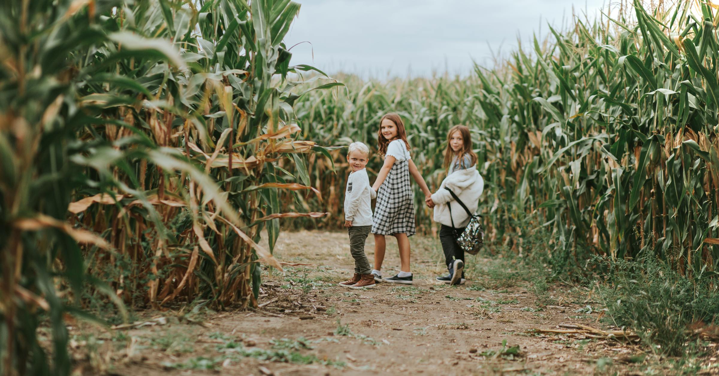 Try finding your way through these 10 Minnesota corn mazes