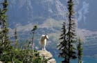 A mountain goat appeared near the trail to Lake Ellen.