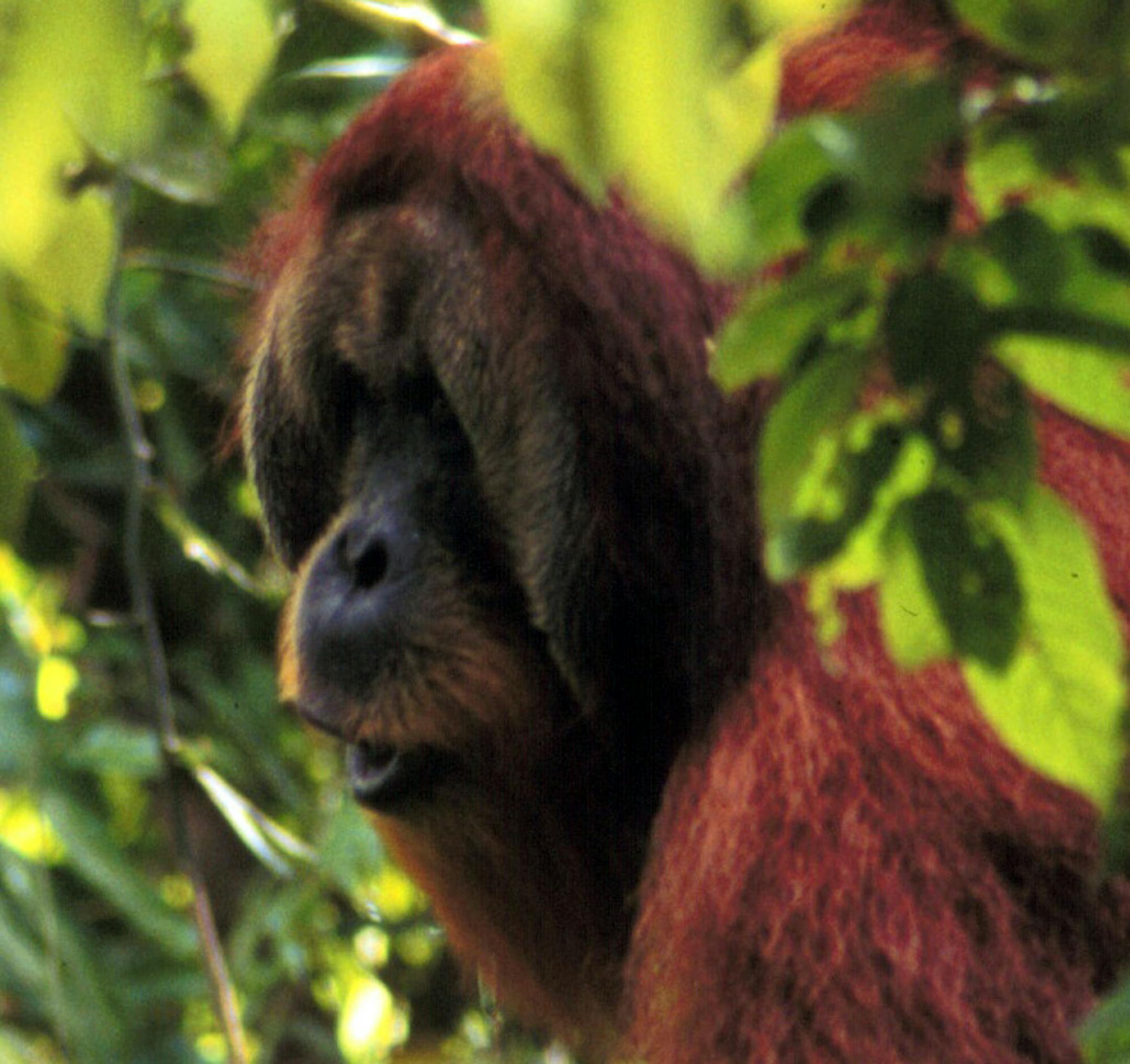 This photo provided by Carel van Schaik shows the orangutan Arno in the jungle of Sumatra in 1998 looking in the direction he intends to travel the next day and letting out a long whooping call to alert others of his route just in case they need to follow him or stay clear. What Arno did hundreds of times tells scientists that advance planning and social networking about your trip arenít just human traits. The results are detailed in a new study published Wednesday in the journal PLoS One,