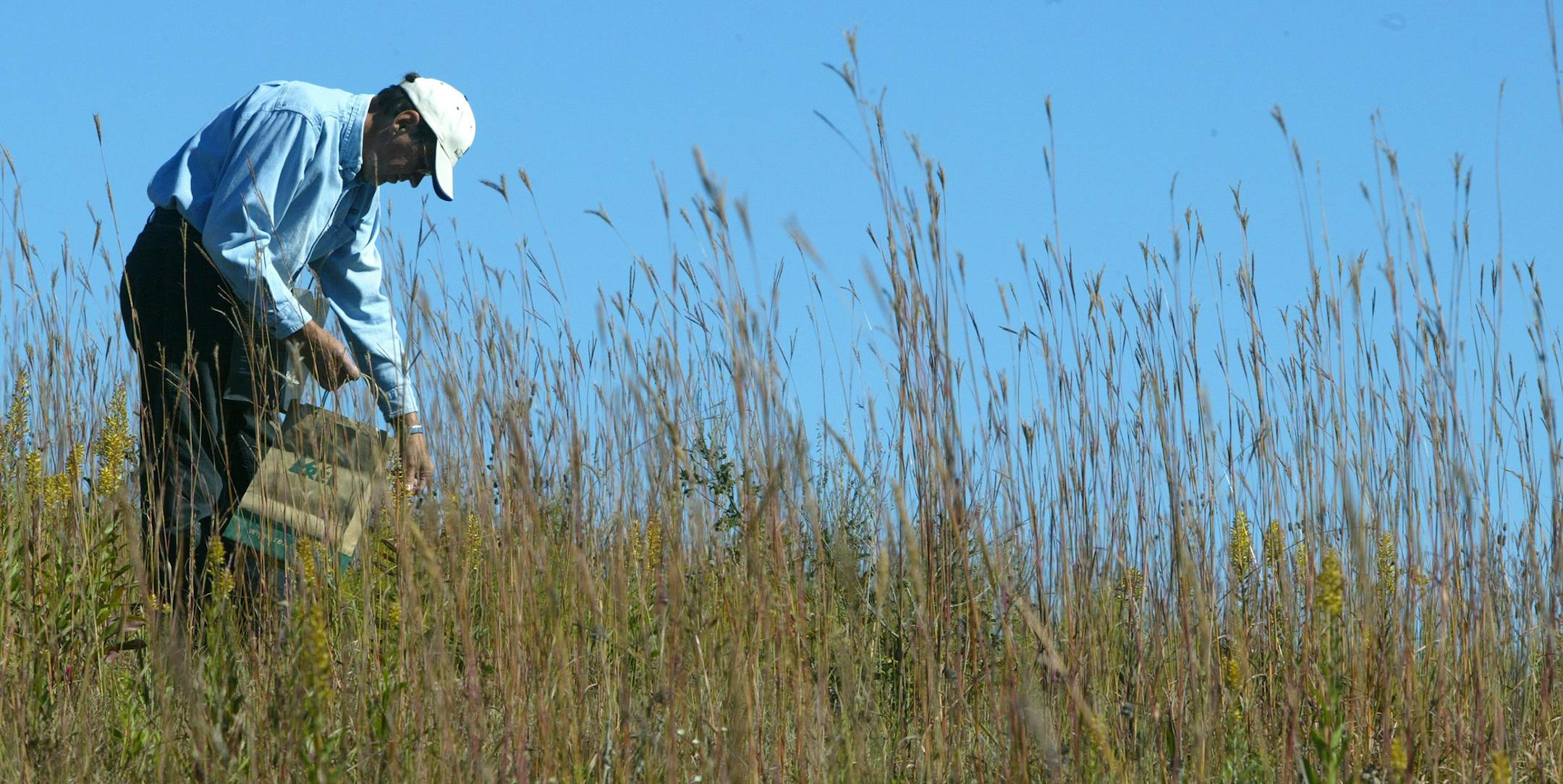 Bruce Bisping/Star Tribune. Rogers, MN., Tuesday, 9/28/2004. Volunteer Gene Lau of Maple Grove gathered prairie seeds at the Crow-Hassan Three Rivers Park. Volunteers gather the seeds to overseed other prairie tracts after controlled burns.