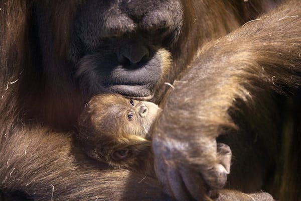 Markisa, a 28 year-old Sumatran Orangutan holds her three-week-old baby girl at the Como Park Zoo & Conservatory on Thursday, February 5, 2015.