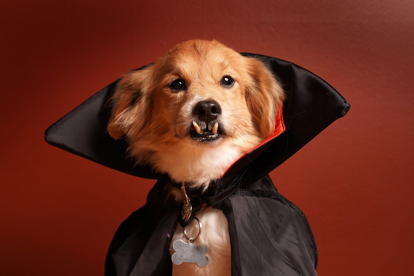 Tucker, a 12-year-old Shetland Sheepdog-terrier mix with a pronounced underbite, posed for a portrait in his Dracula Halloween costume.