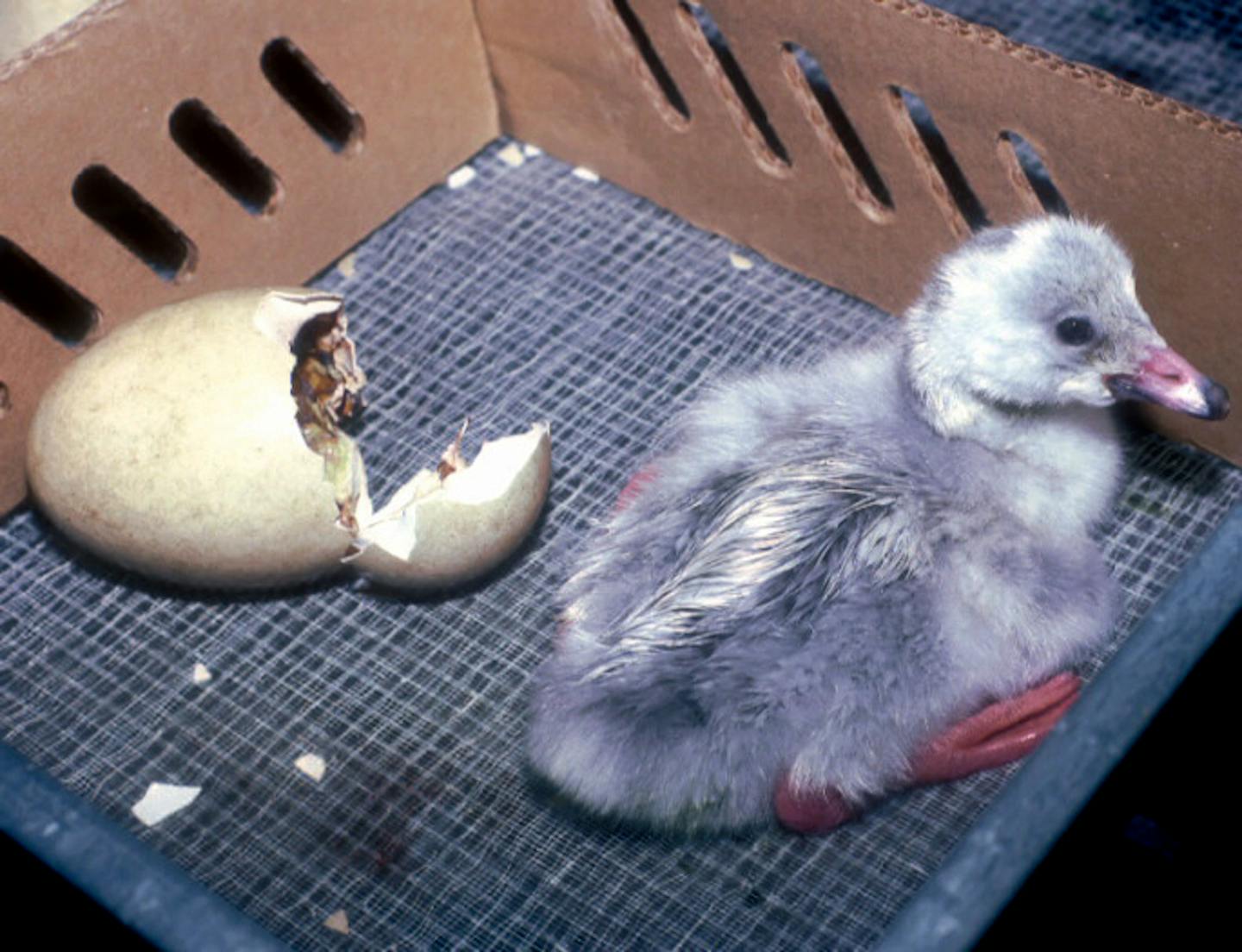 Trumpeter swan eggs hatch after approximately 34 days of incubation. The eggs werecollected in Alaska after they were about two-thirds through the incubation period. This young swan, called a cygnet, was kept in the incubator for a day after hatching until its down was dry.