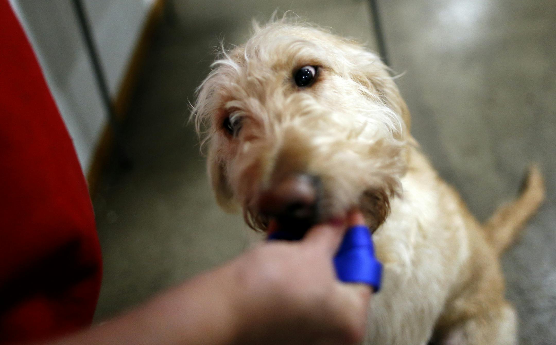 Carol Ouhl gave Einstein a treat at the Twin Cities Obedience Training Club. Ouhl, who retired in November after 50 years at Securian Life in St. Paul, has been living her retirement plan for years. Ouhl, 67, plans to devote more time to her long-time passion of training animals as therapy dogs for the elderly, the infirm and others in need, as well as training trainers. ] CARLOS GONZALEZ cgonzalez@startribune.com - December 3, 2013, Minneapolis, Minn., Carol Ouhl, who retired in November after
