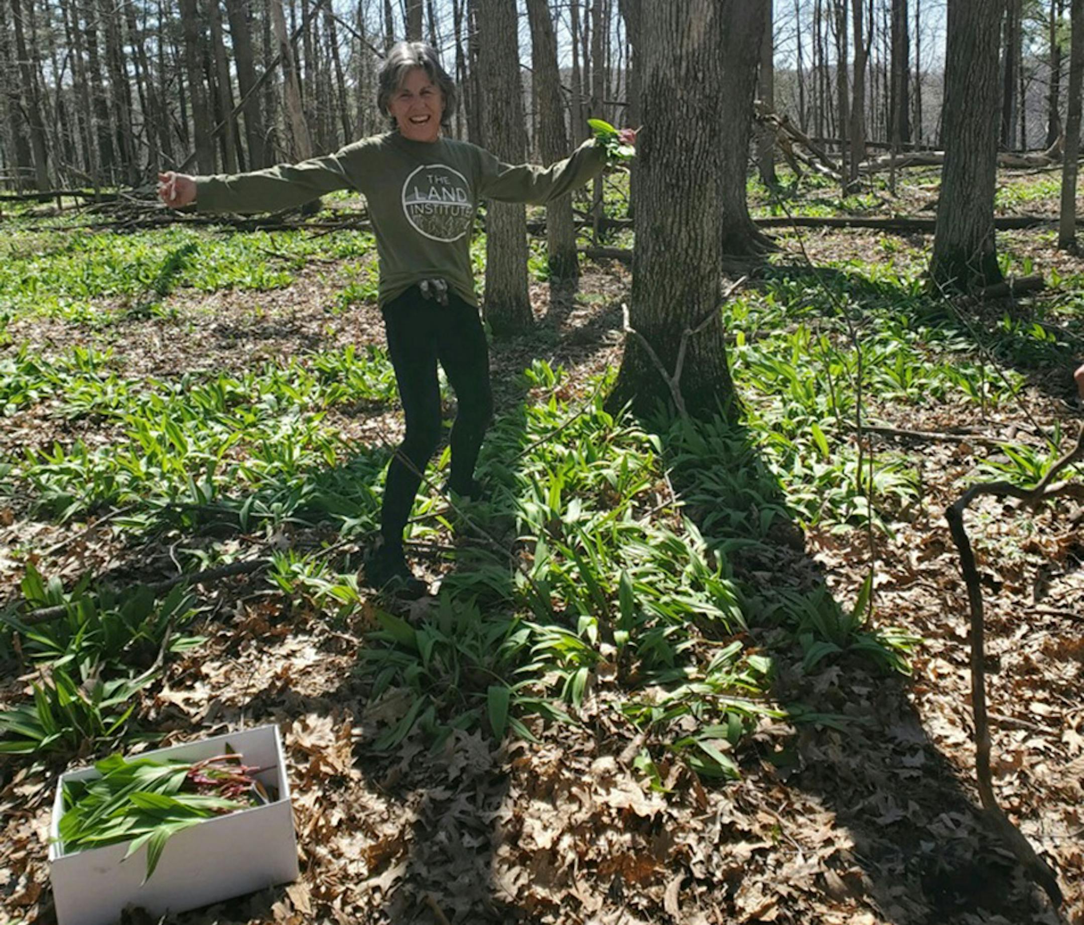 Author Beth Dooley forages for ramps, oftentimes snipping the leaves at the base of the plant to allow it to grow another season. Provided