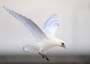 Two Black-legged Kittiwakes reported in Duluth