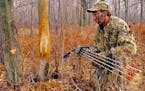 Archery can extend the fall deer hunting season. Here a bow hunter checks a rub made on a tree by a whitetail buck.