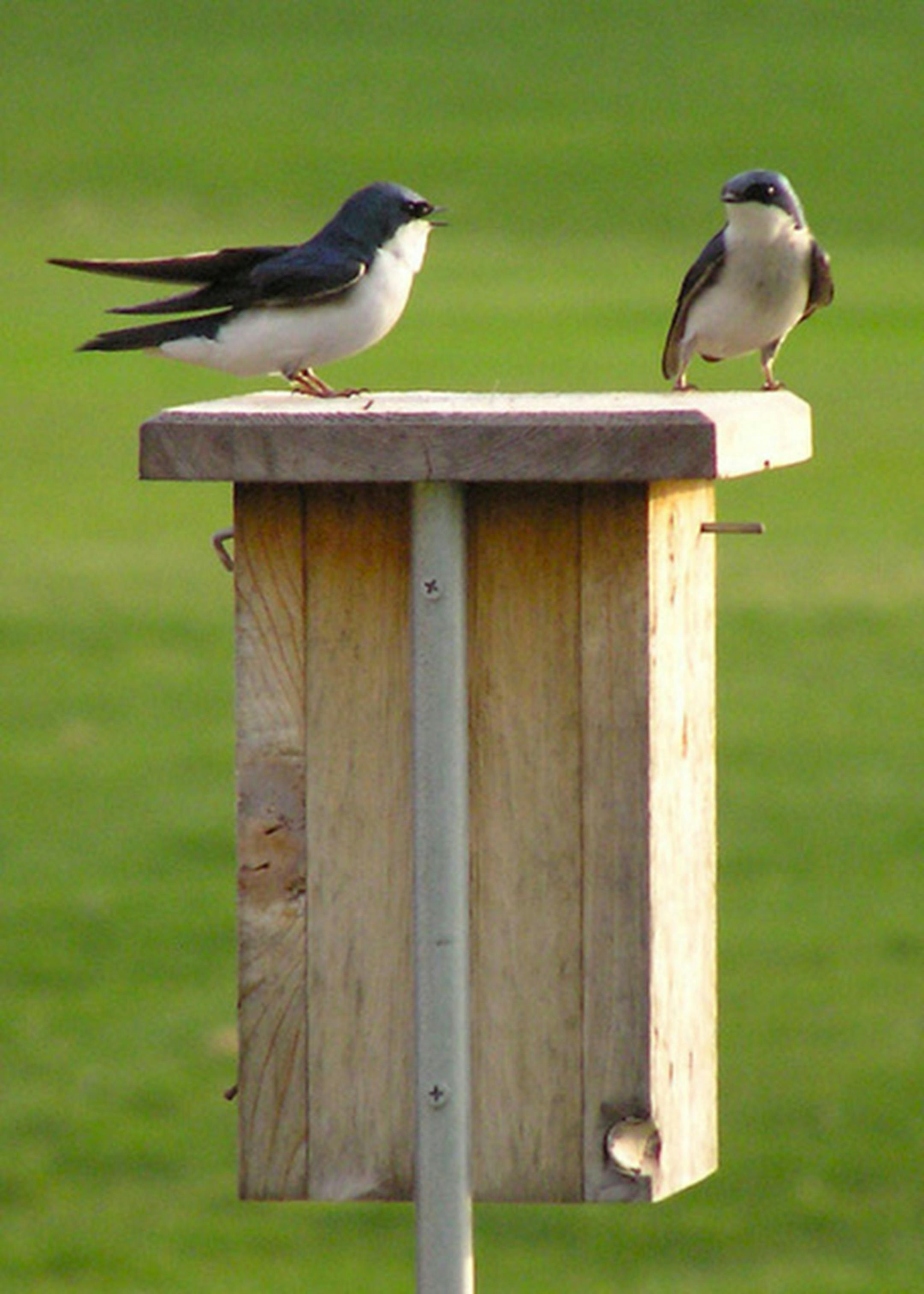 Jim Williams photo: A pair of tree swallows on a Gilwood box. Mounting is simple using rebar and a 5-foot piece of electric conduit. Pound the rebar into the ground, slip the conduit over it.