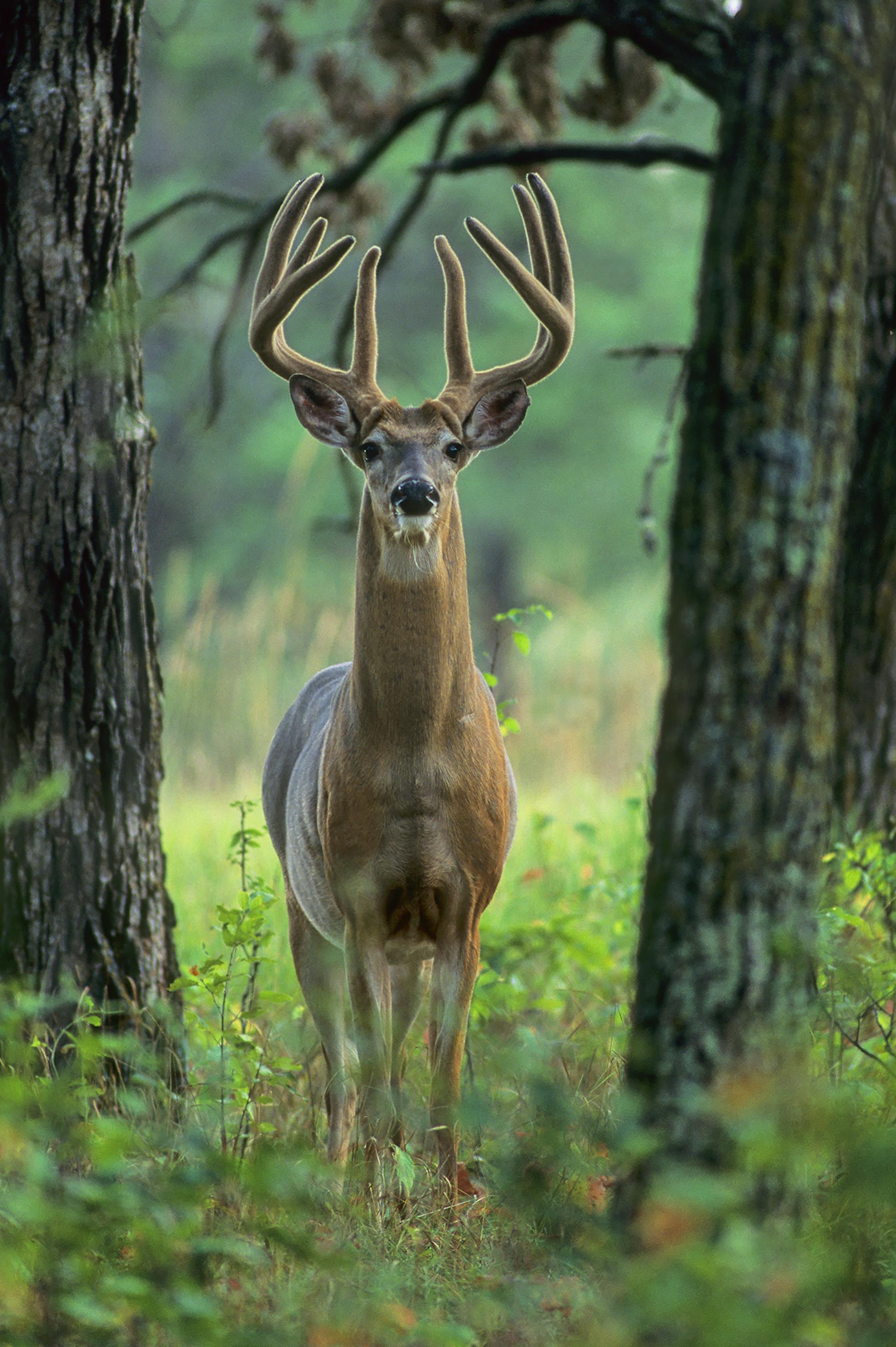 DO NOT USE! ONE-TIME USE WITH BILL MARCHEL COPY ONLY. Photo by Bill Marchel.Taken more than 20 years ago, this image remains Marchel's favorite of a whitetail buck.
