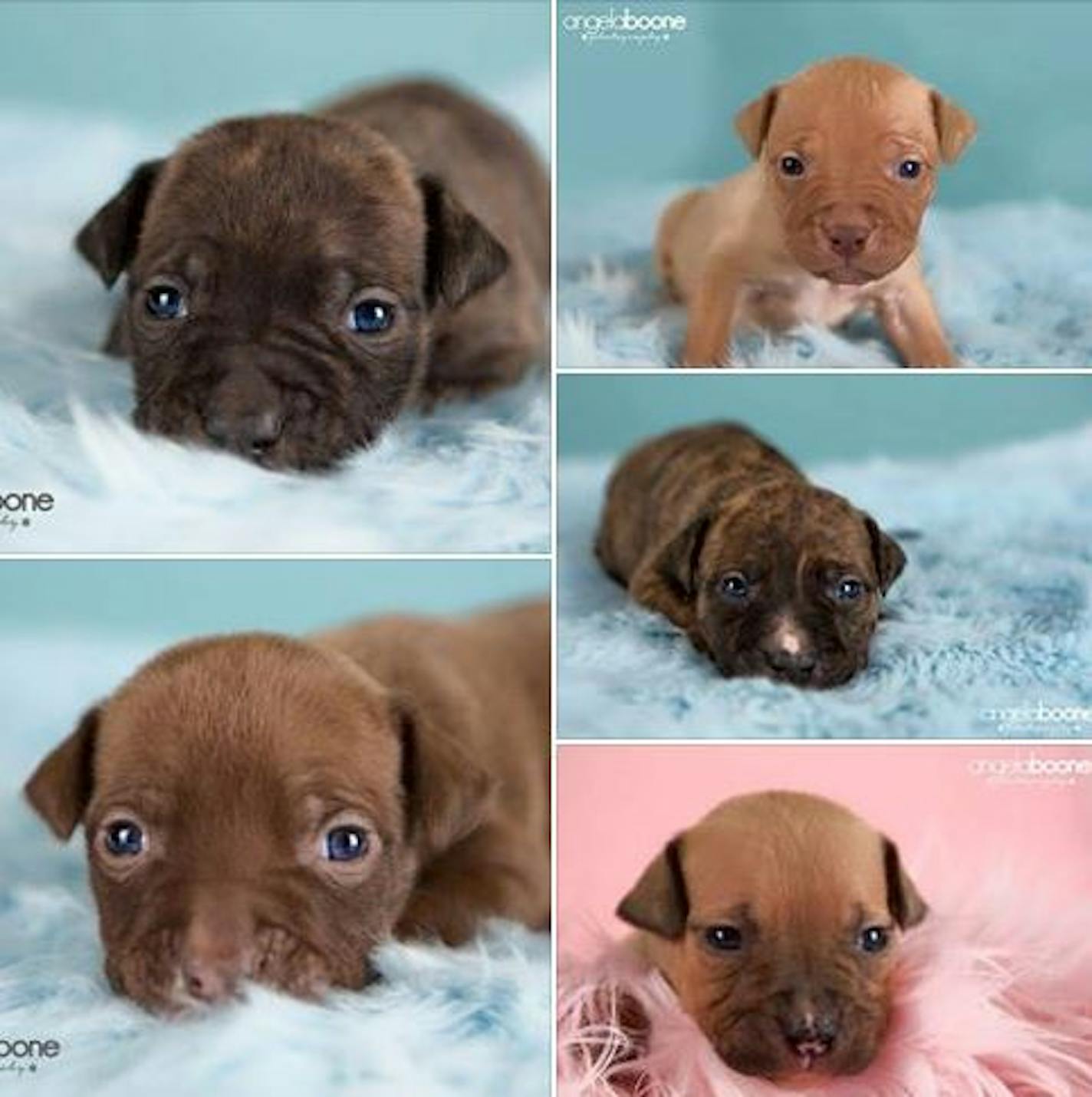 These are each of the five puppies that were in the van when it was stolen.