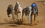Voters' approval of Amendment 13 means greyhound racing in Florida will be phased out by 2020. (Francois Loubser/Dreamstime/TNS)