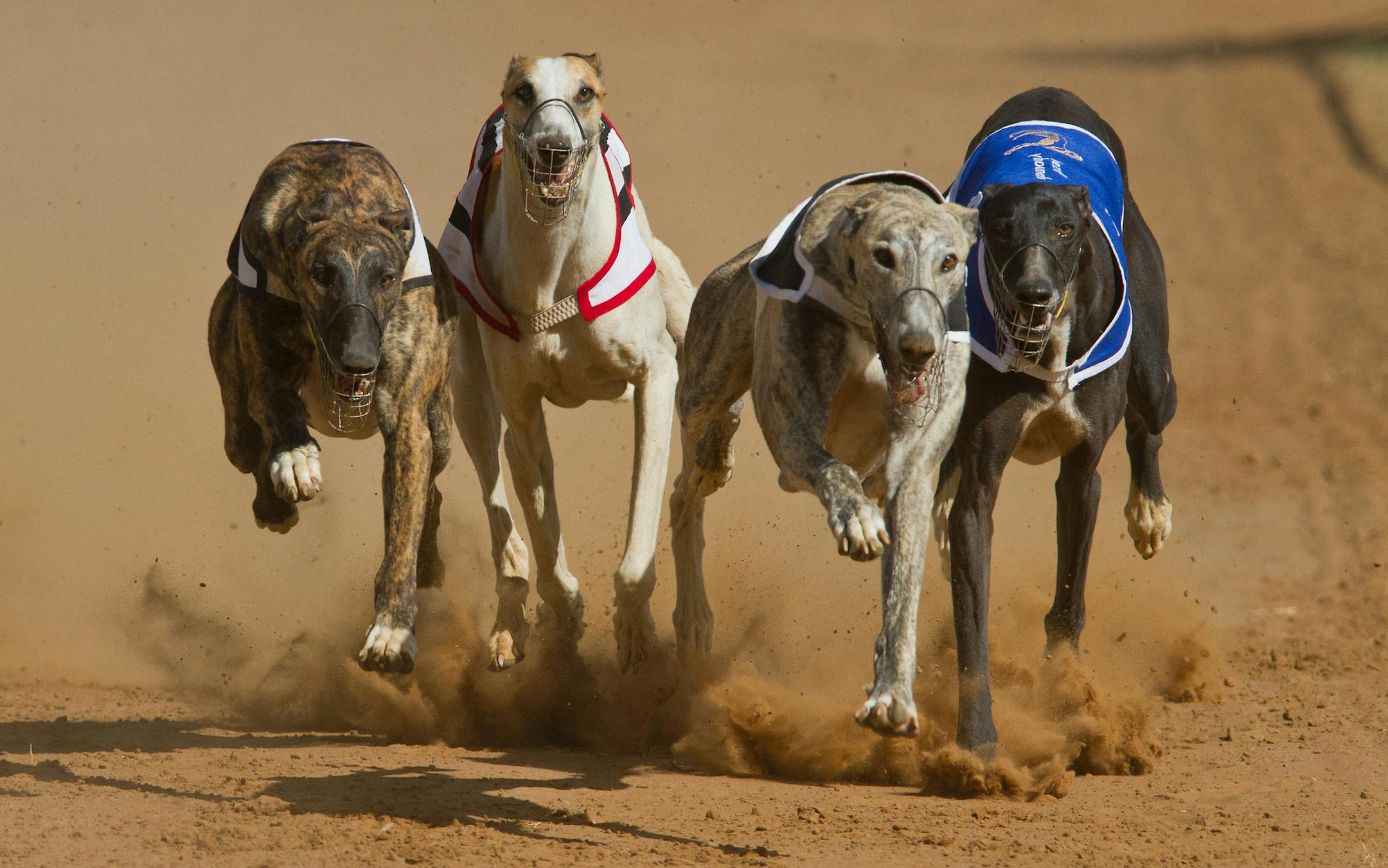 Voters' approval of Amendment 13 means greyhound racing in Florida will be phased out by 2020. (Francois Loubser/Dreamstime/TNS)