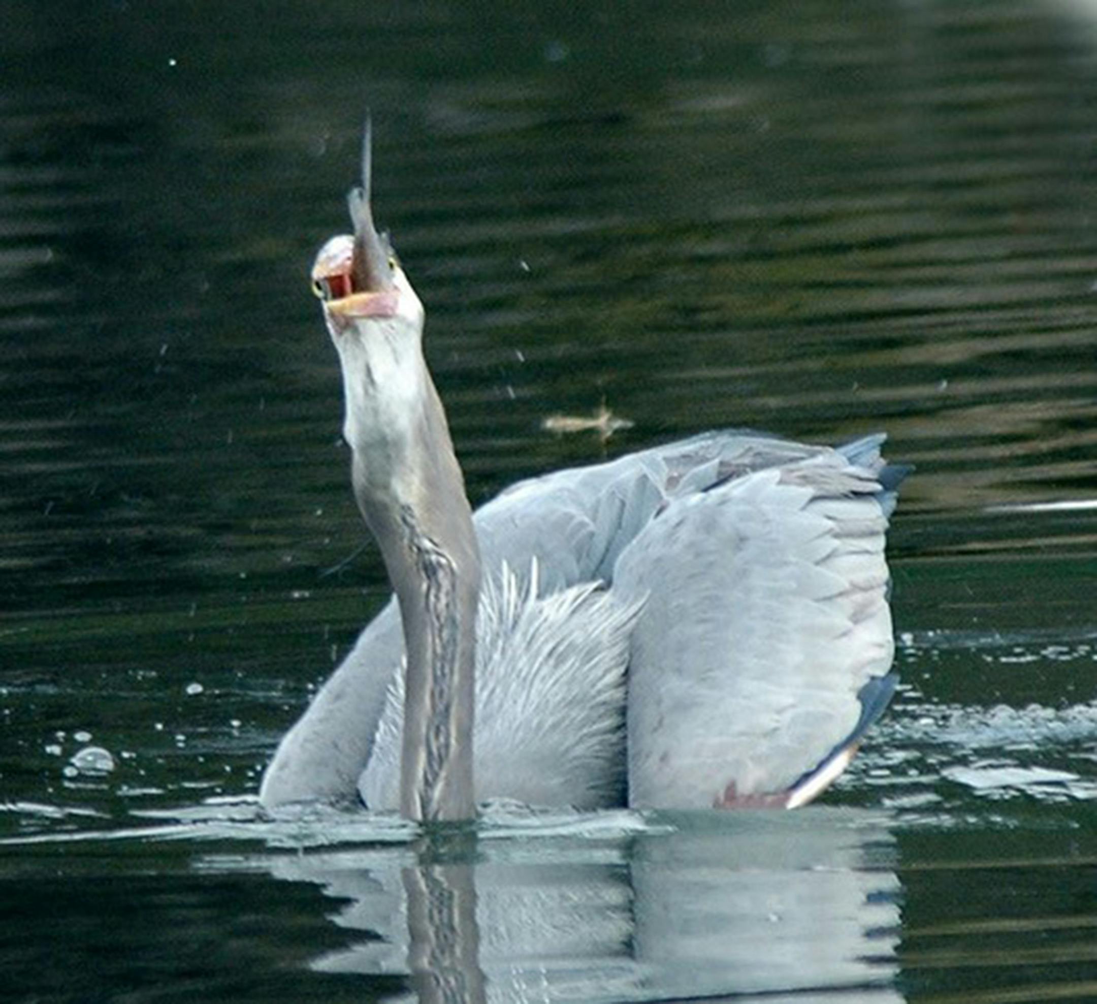 Great blue heron swalloing its catch. Jim Williams photo