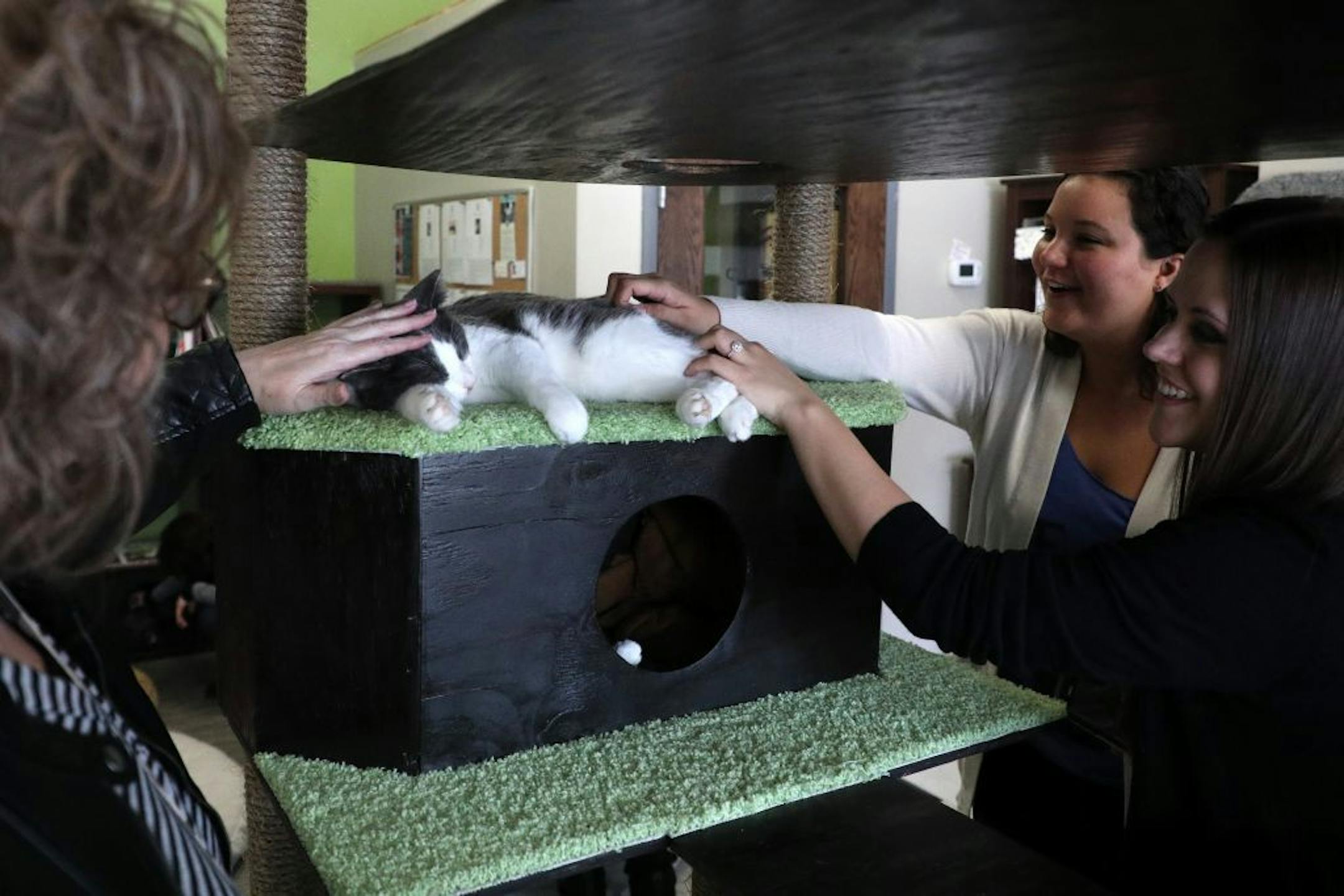 From left, Carrie McKenzie of Minnetonka, Emily Rojer of Minneapolis and Jennifer Wojcicki of St. Paul pet White Sox as she slept Friday afternoon at The Cafe Meow.