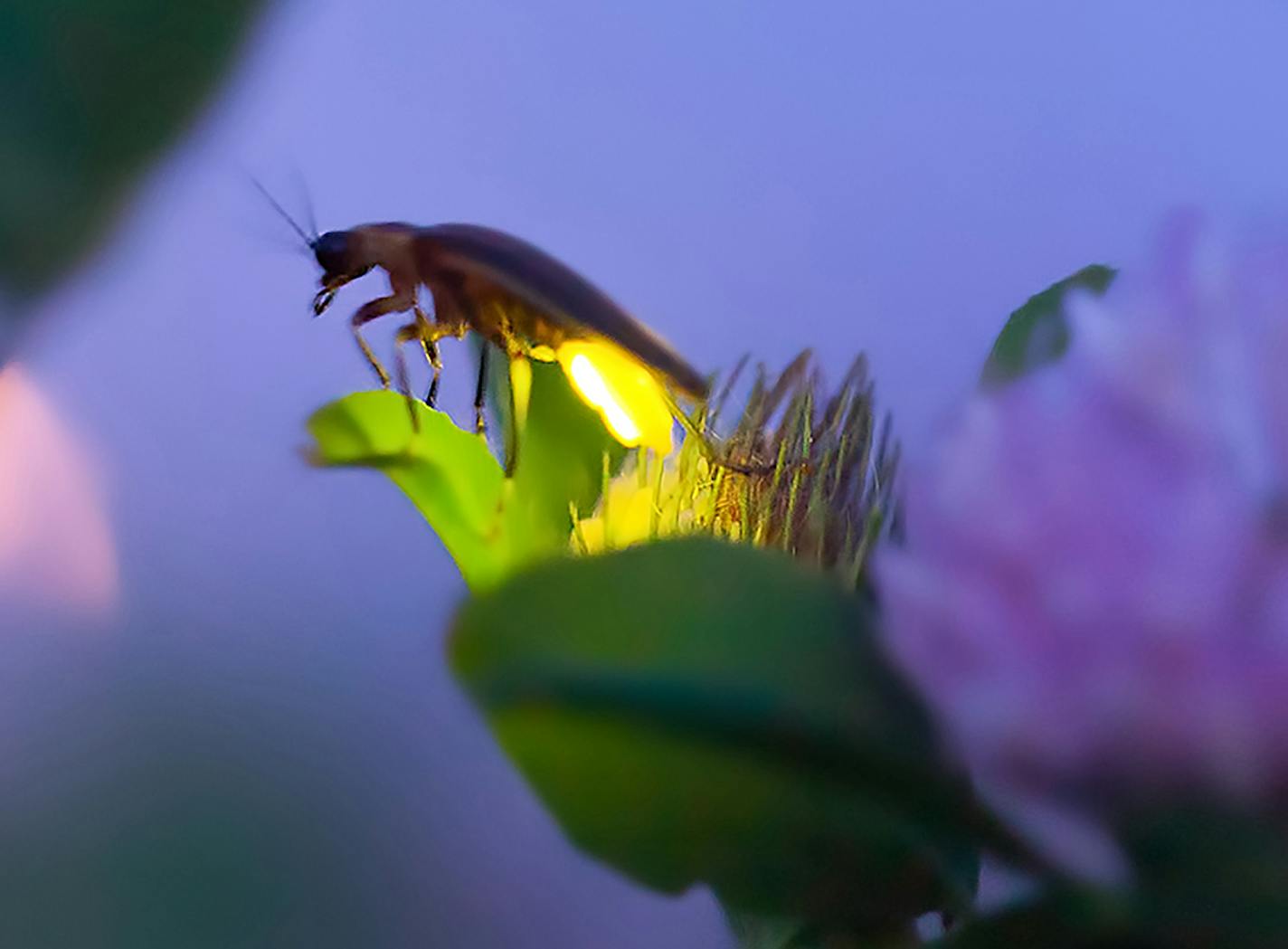 Great Smoky Mountains National Park, in Tennessee and North Carolina, is home to 19 species of fireflies, including 13 that flash. MUST CREDIT: Radim Schreiber. ORG XMIT: 122.0.1216240127