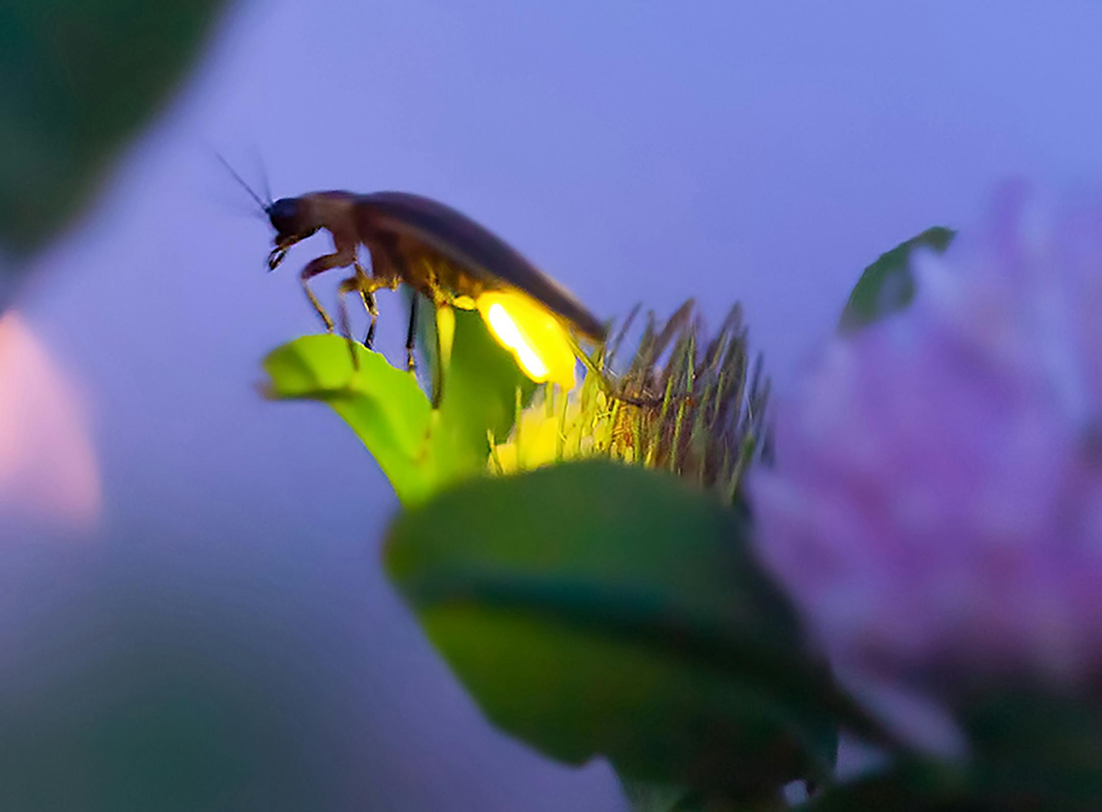 Great Smoky Mountains National Park, in Tennessee and North Carolina, is home to 19 species of fireflies, including 13 that flash. MUST CREDIT: Radim Schreiber. ORG XMIT: 122.0.1216240127