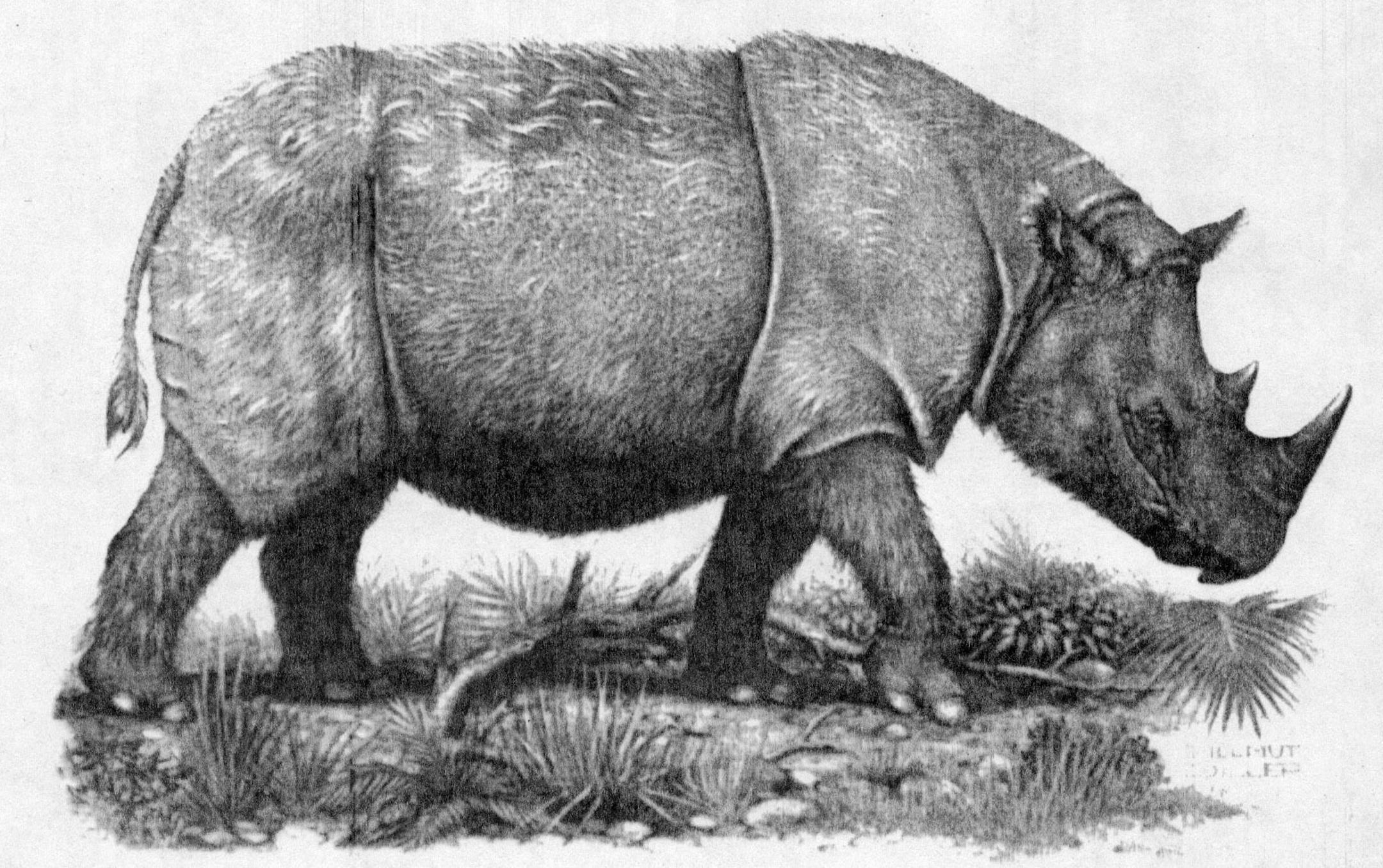 File art illustration of a Sumatran rhinoceros.