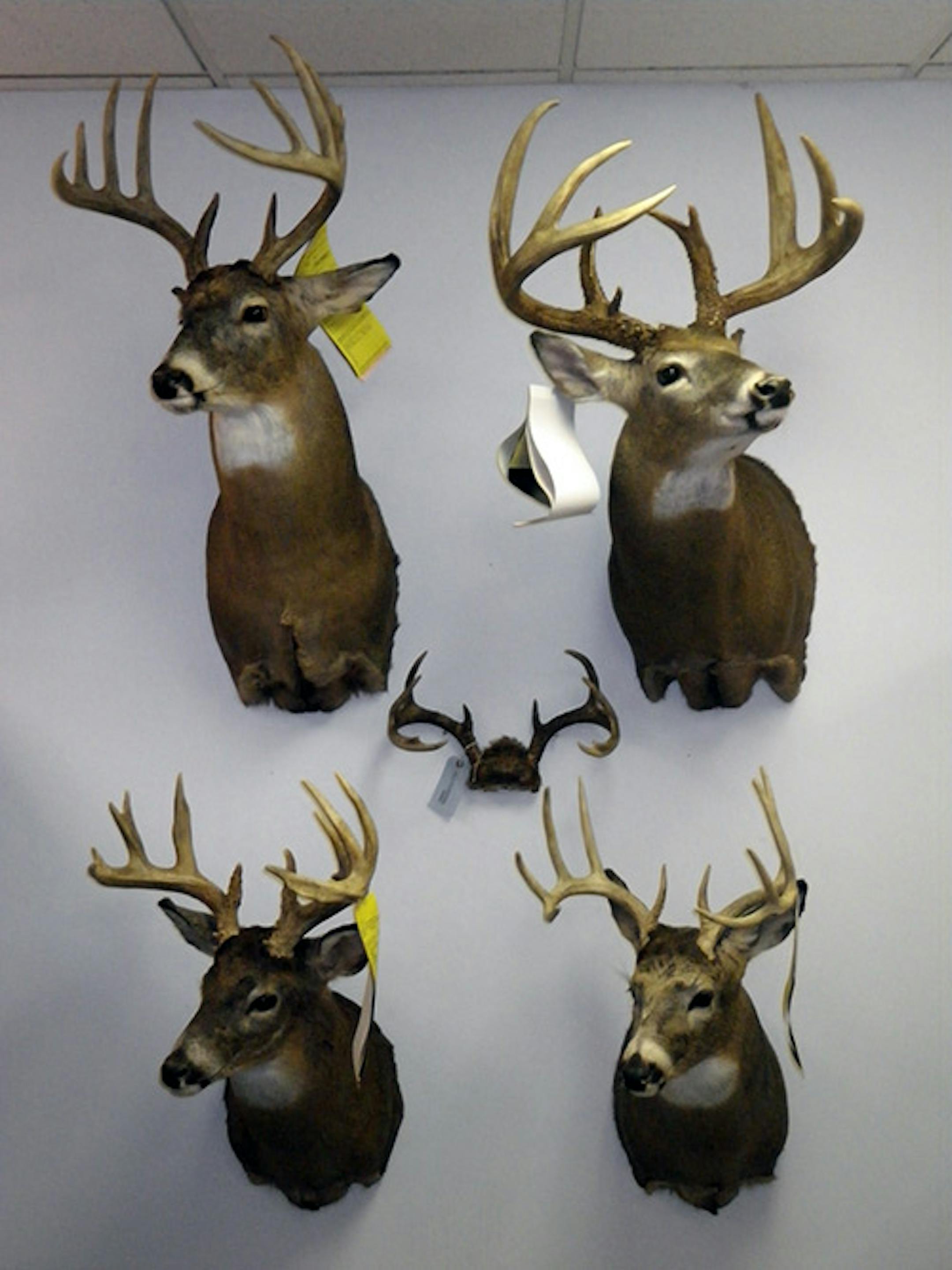 Part of the illegal poaching by William R. Welsh of St. Cloud.