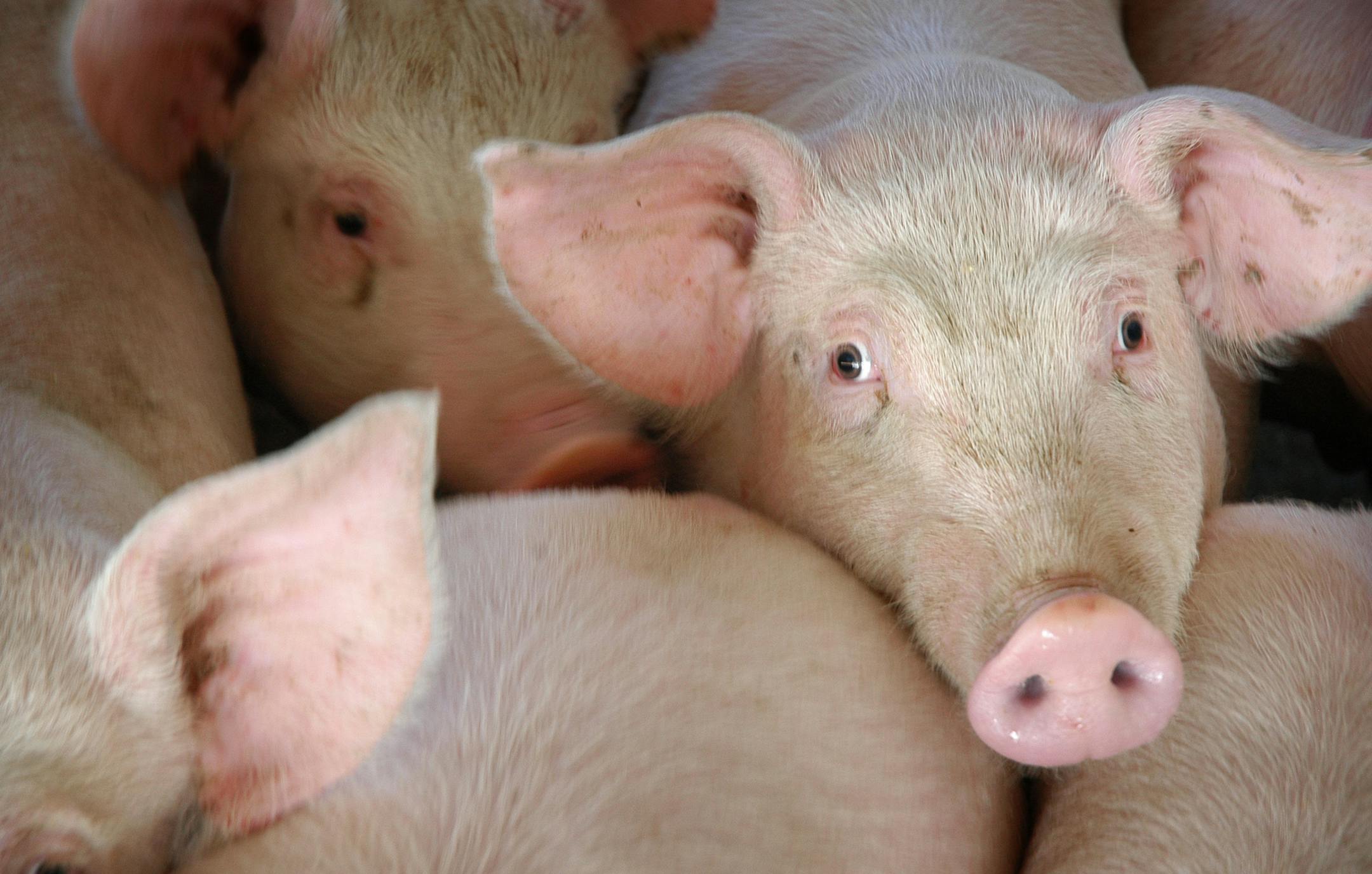 Glen Stubbe/Star Tribune Tuesday, January 25, 2005 -- Rose Creek, Minn. -- These are part of the first load of Canadian feeder pigs Mel Yunker purchased in October 2004, before the tarriff went into effect. these 4-month-old hogs will be sent to market in two more months. Yunker has around 6,000 hogs on his Rose Creek farm and produces around 30,000 hogs each year. In October he began purchasing young feeder pigs from Canada but a new import tariff of over $5.00 each may take all the profit out