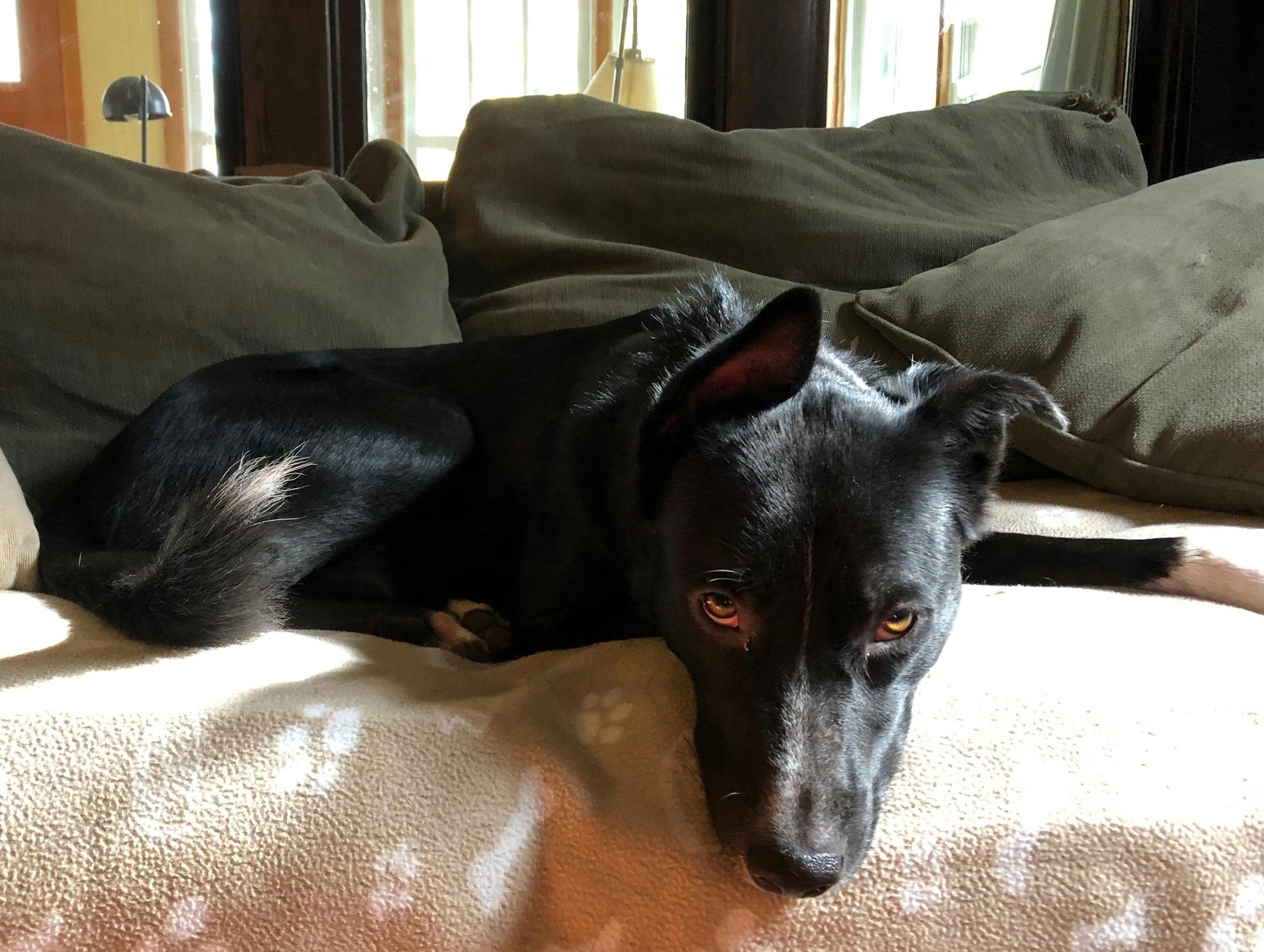 After two years in our house, Angus has claimed the living room couch pretty much as his territory.