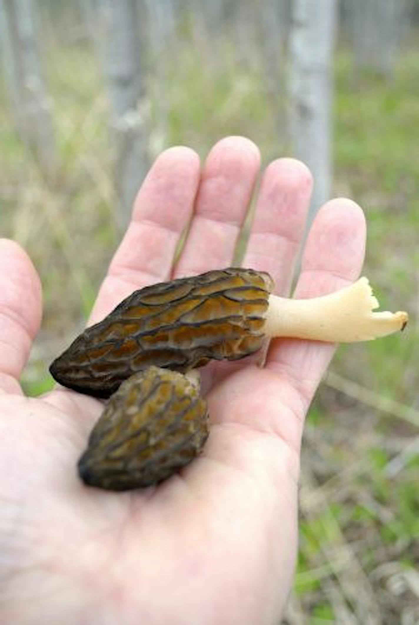 These black morel mushrooms were found last week near Brainerd. Now is the time to be afield in search of the tasty treats.