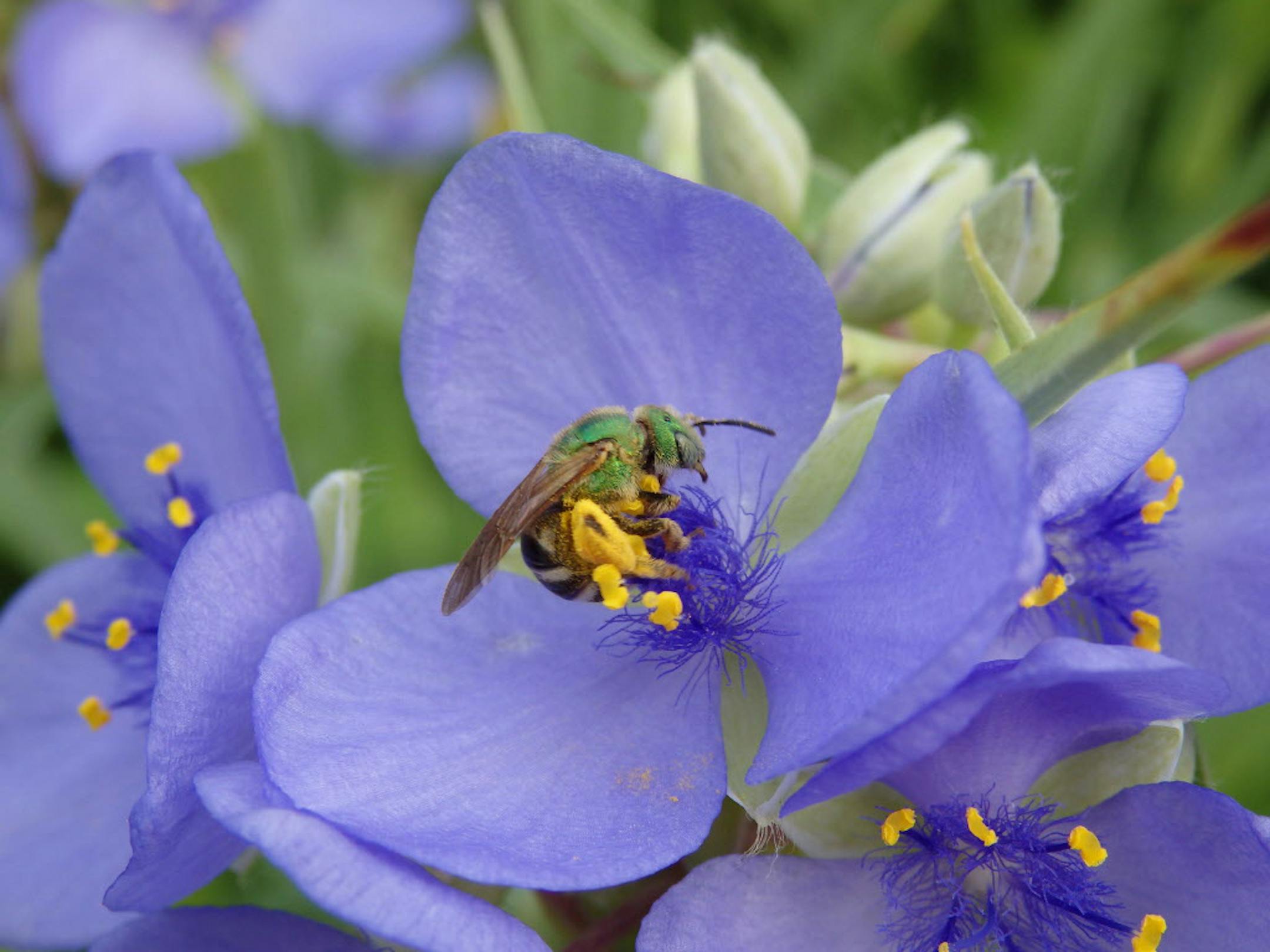 A green metallic sweat bee on spiderwart. Roadsides provide critical habitat for bees and other pollinators. ORG XMIT: MIN1409171716172495