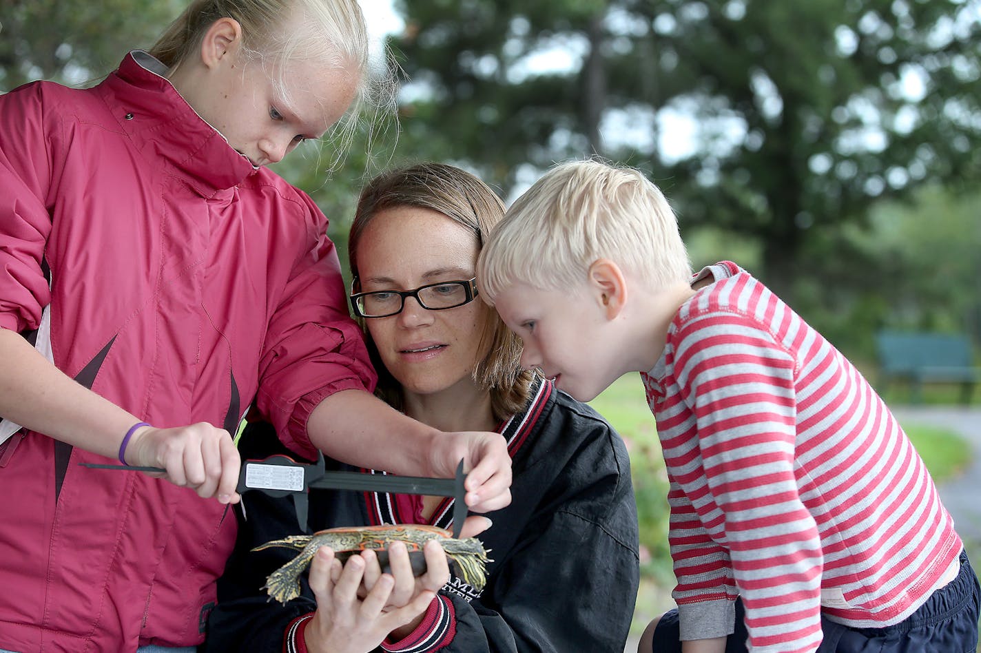 Carrie Provis, who home-schools her children, helped Samantha, 12, left, and Ethan, 6, measure and mark turtles at Sunfish Lake, Wednesday, September 9, 2015 in Ramsey, MN. They were part of a group of homeschool students who learned about turtles with the help of the Anoka-Ramsey Community College Biology Department through a nationwide research project called "TurtlePop." The kids learned about catching, measuring, marking and releasing pond-breeding turtles . ] (ELIZABETH FLORES/STAR TRIBUNE)