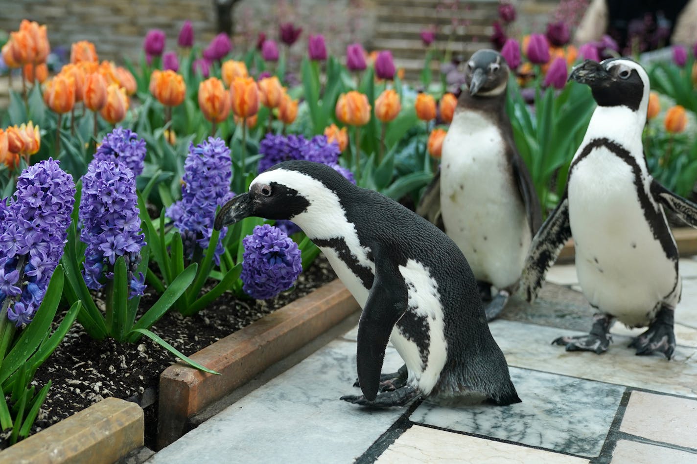 Cupid, BJ and Amahle took a stroll in the Sunken Garden at the Marjorie McNeely Conservatory at Como Zoo in St. Paul in April.