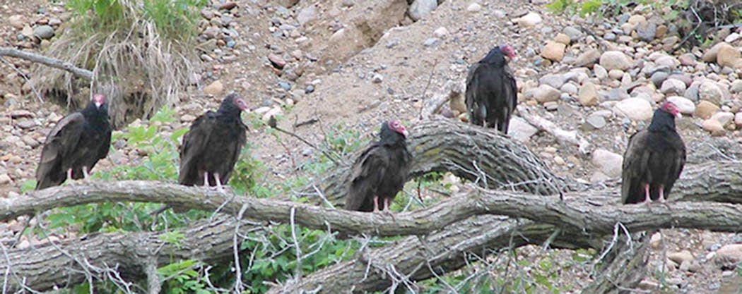 Five turkey vultures wait for the morning sun to create the thermals that they ride in their search for food.