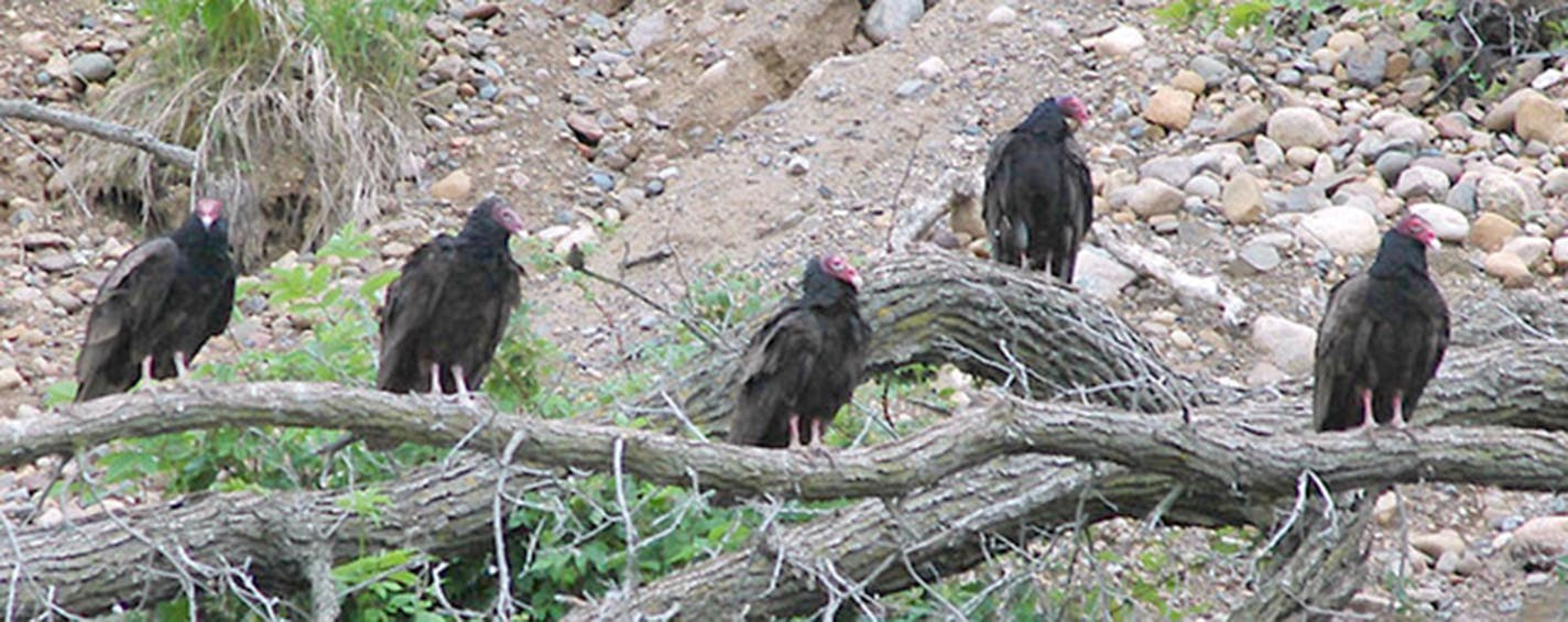 Five turkey vultures perch on a large fallen tree.