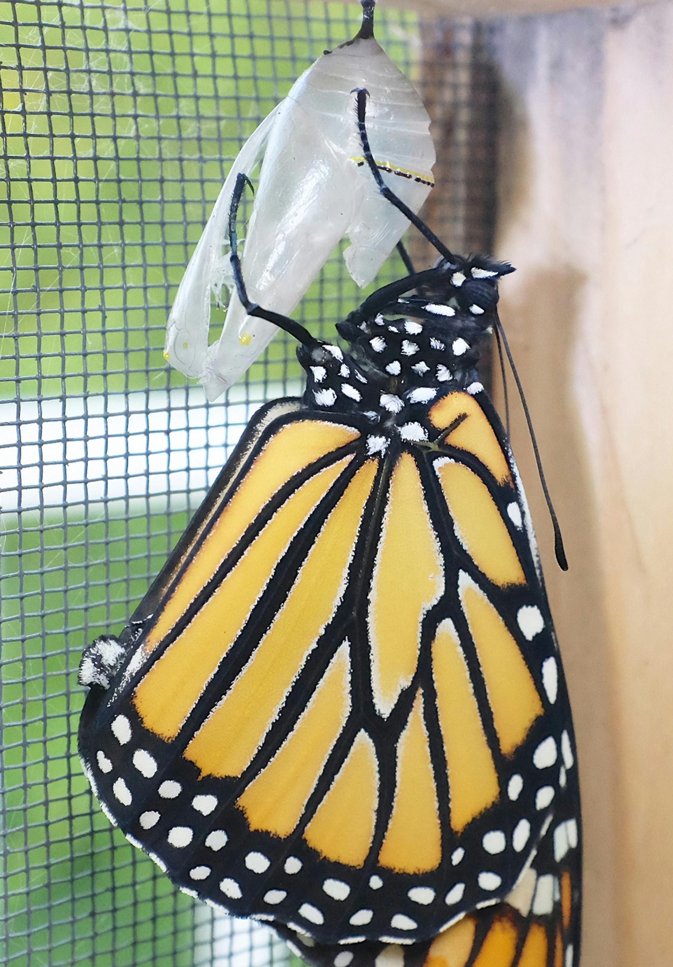 Monarch hatched credit: Jim Williams, special to the Star Tribune