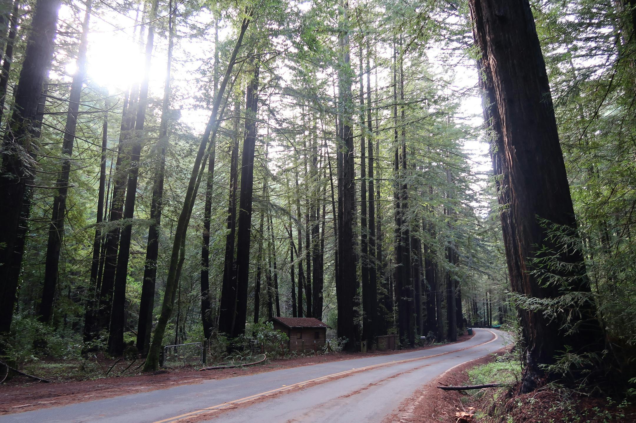 A sudden remnant of giant redwood forest appeared on the drive along Lucas Valley Road in Marin County, Calif. (Simon Peter Groebner/Minneapolis Star Tribune/TNS)