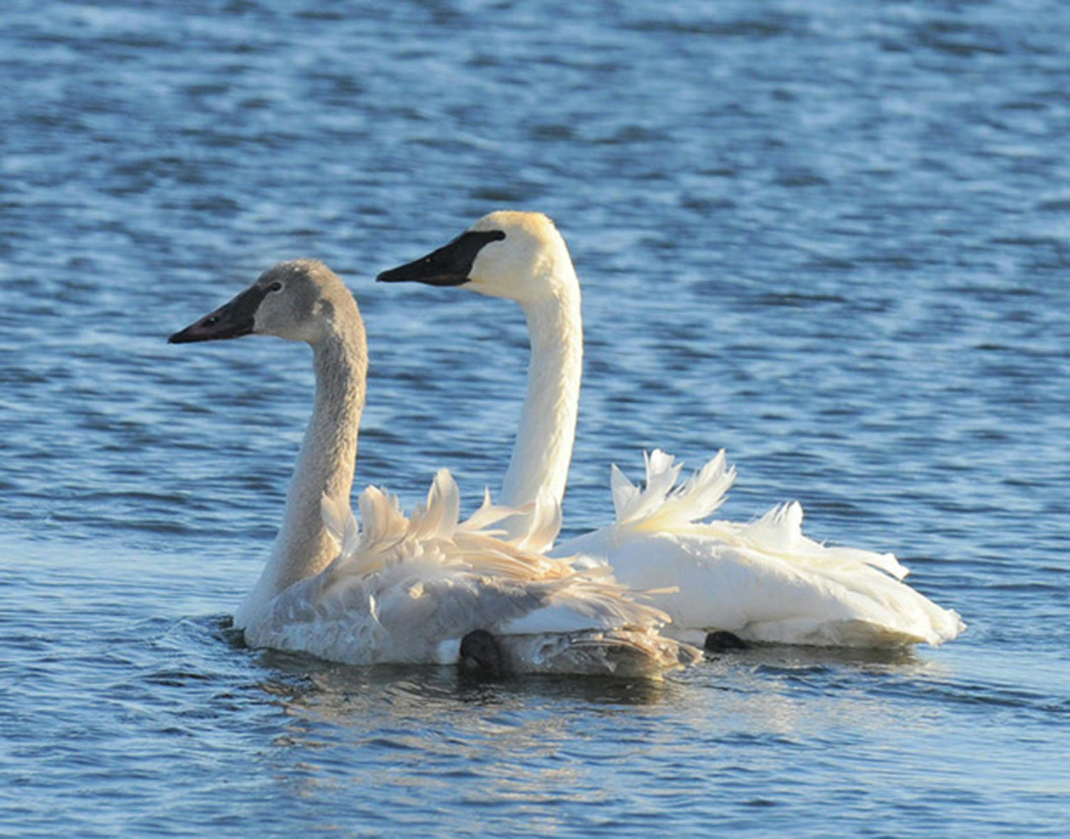 A juvenile (gray, left) and adult (white) trumpeter swan. Jim Williams photo