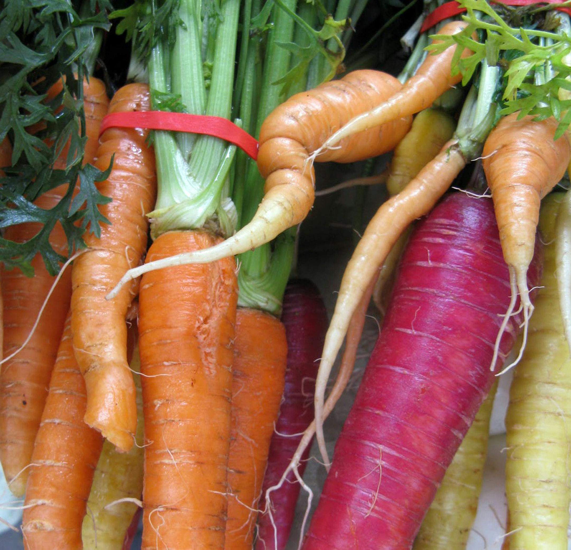 Rick Nelson • startribune.com Market0722 - Carrots from Cornecopia Farm at the U of M farmers market