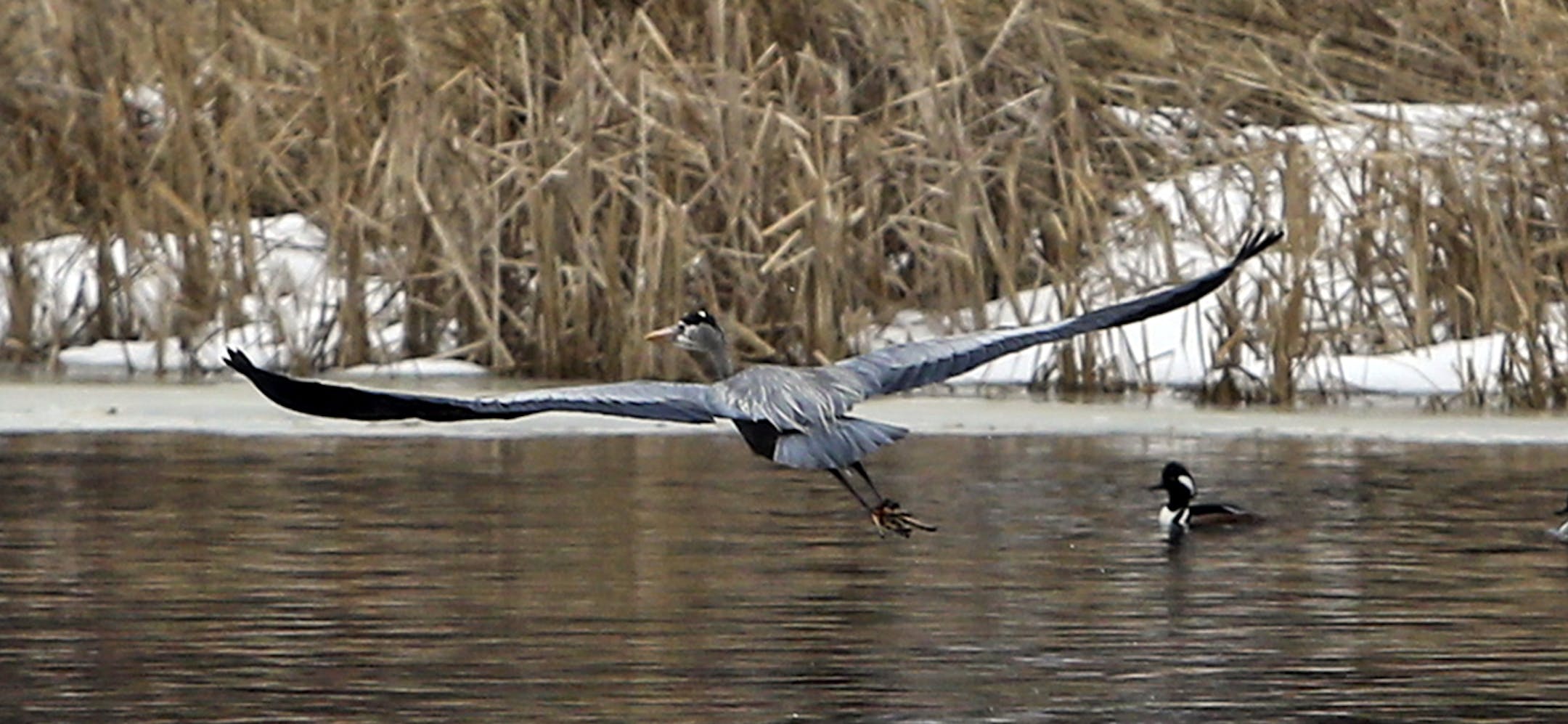 The great blue herons had begun arriving from their winter sanctuaries a few weeks ago, a few weeks later than usual because of the harsh winter.