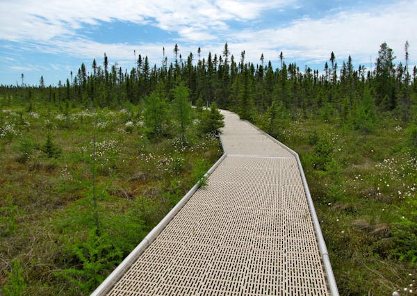 PHOTO BY LISA MEYERS McCLINTICK. The mile-long boardwalk gives visitors a glimpse of the flora and wildlife the lives in Minnesota&#xed;s vast Big Bog