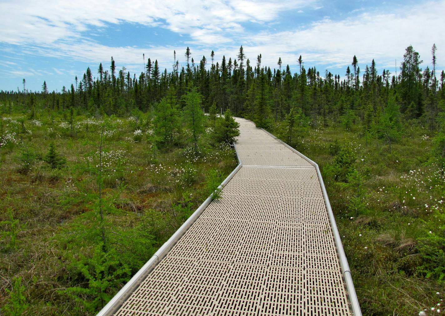 PHOTO BY LISA MEYERS McCLINTICK. The mile-long boardwalk gives visitors a glimpse of the flora and wildlife the lives in Minnesota&#xed;s vast Big Bog.