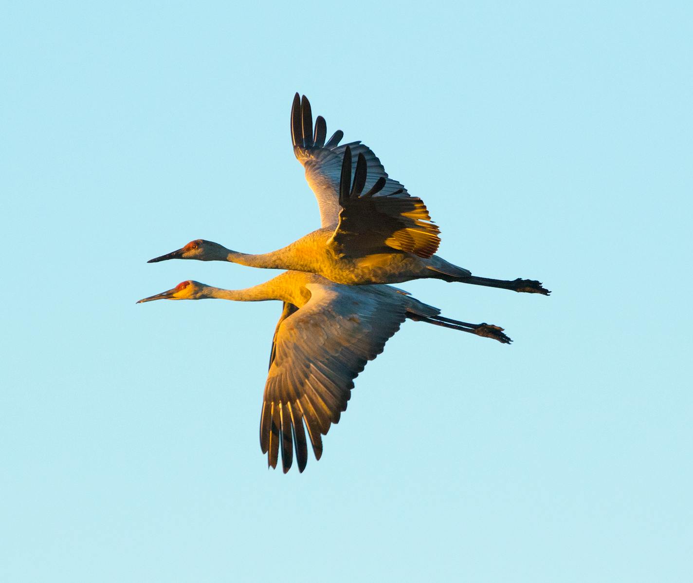 Cranes struck an elegant picture across the morning sky Oct. 20 at Crex Meadows Wildlife Area.