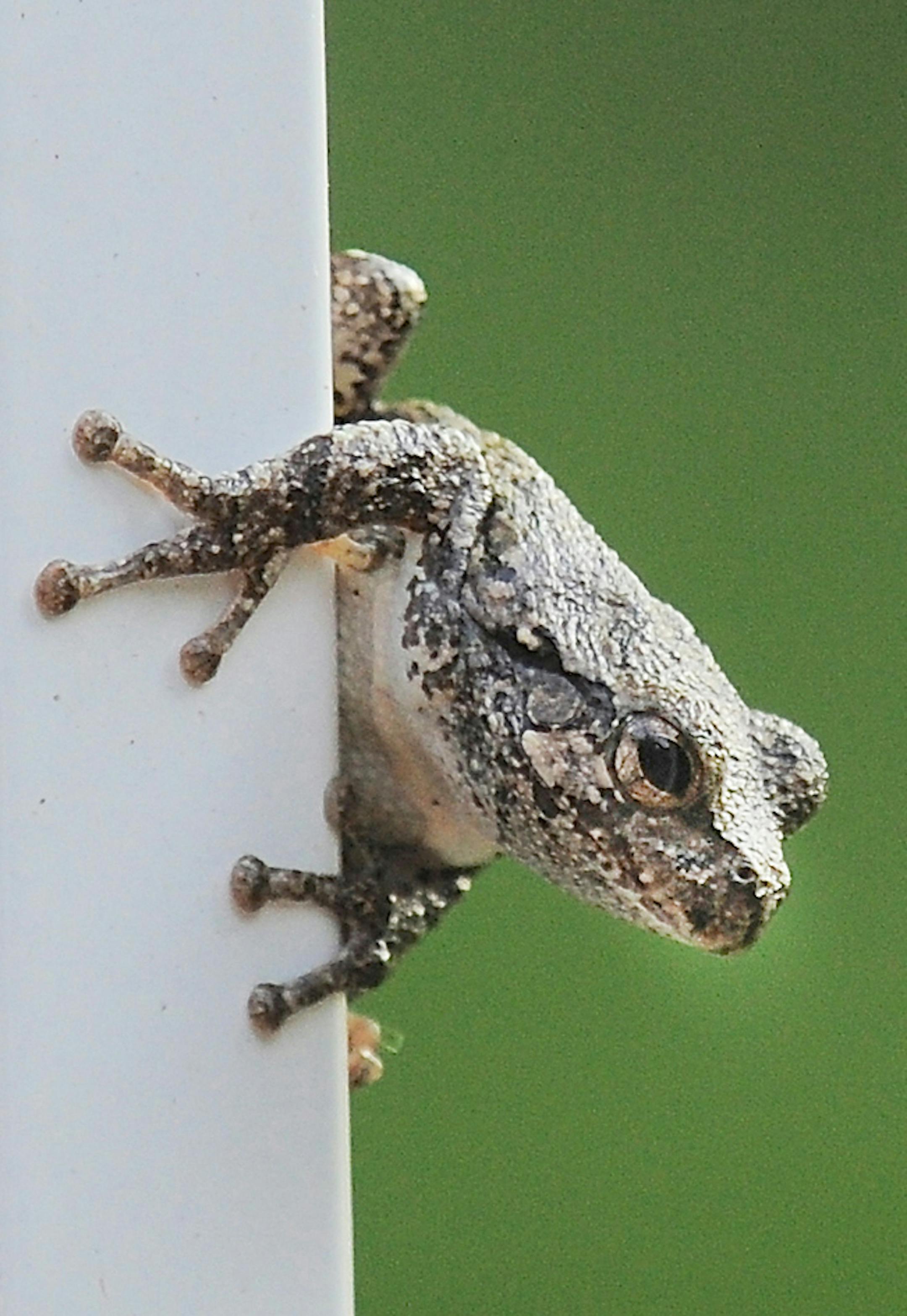 Gray tree frog on porch railing. credit: Jim Williams